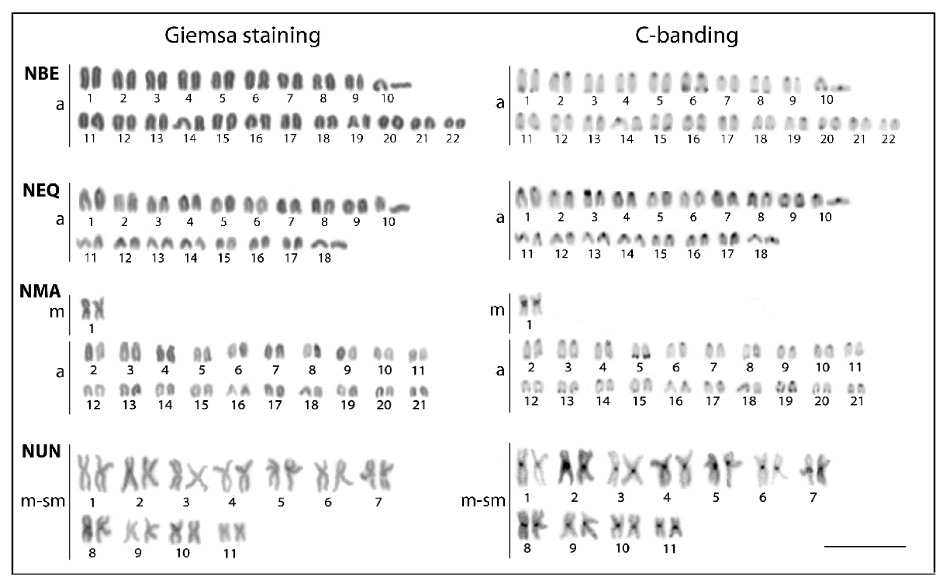 Genes 11 00091 g002 Genes 11 00091 g002