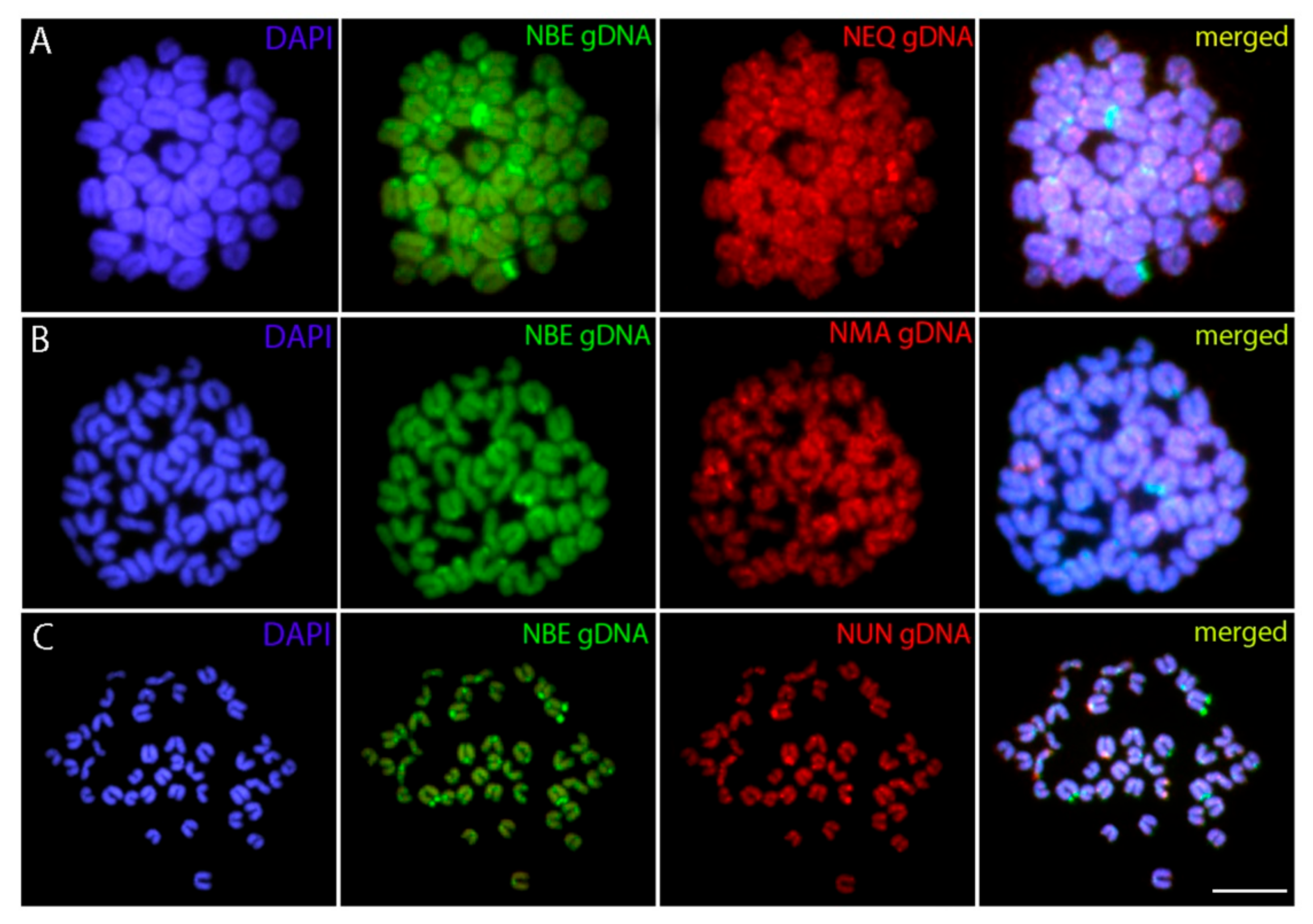 Genes 11 00091 g004 Genes 11 00091 g004
