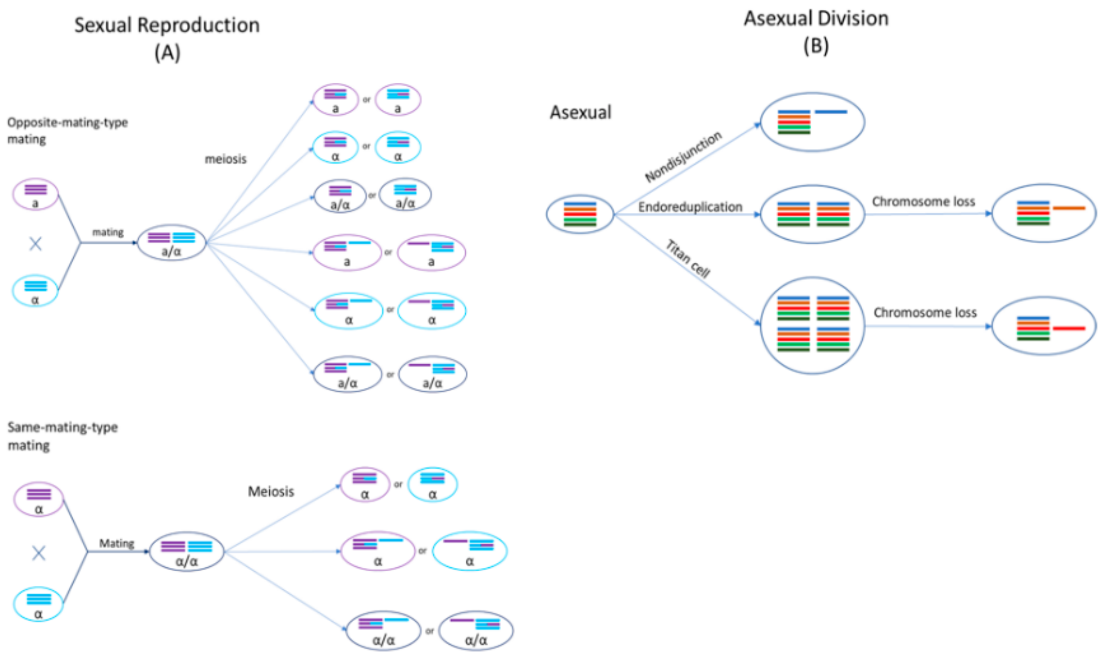 Genes 11 00101 g002