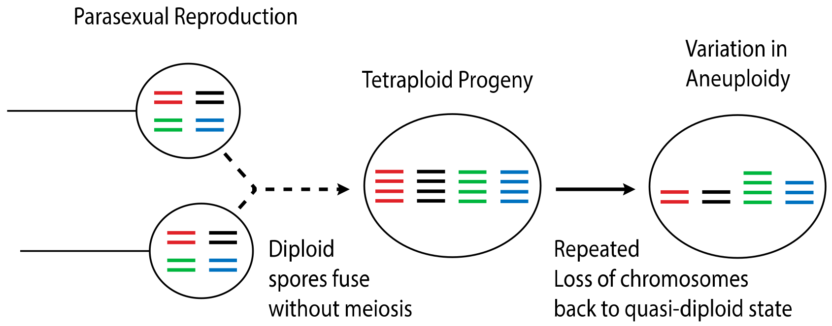 Genes 11 00101 g003