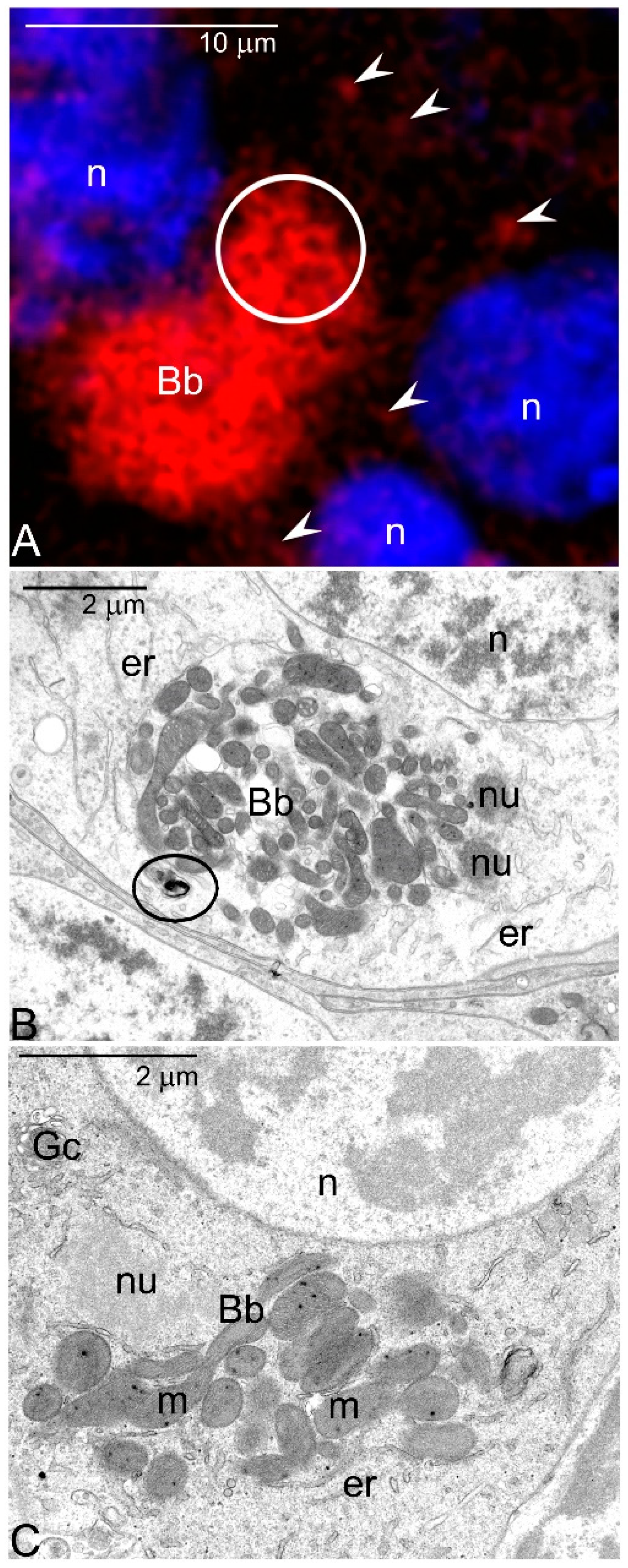 Genes 11 00104 g001