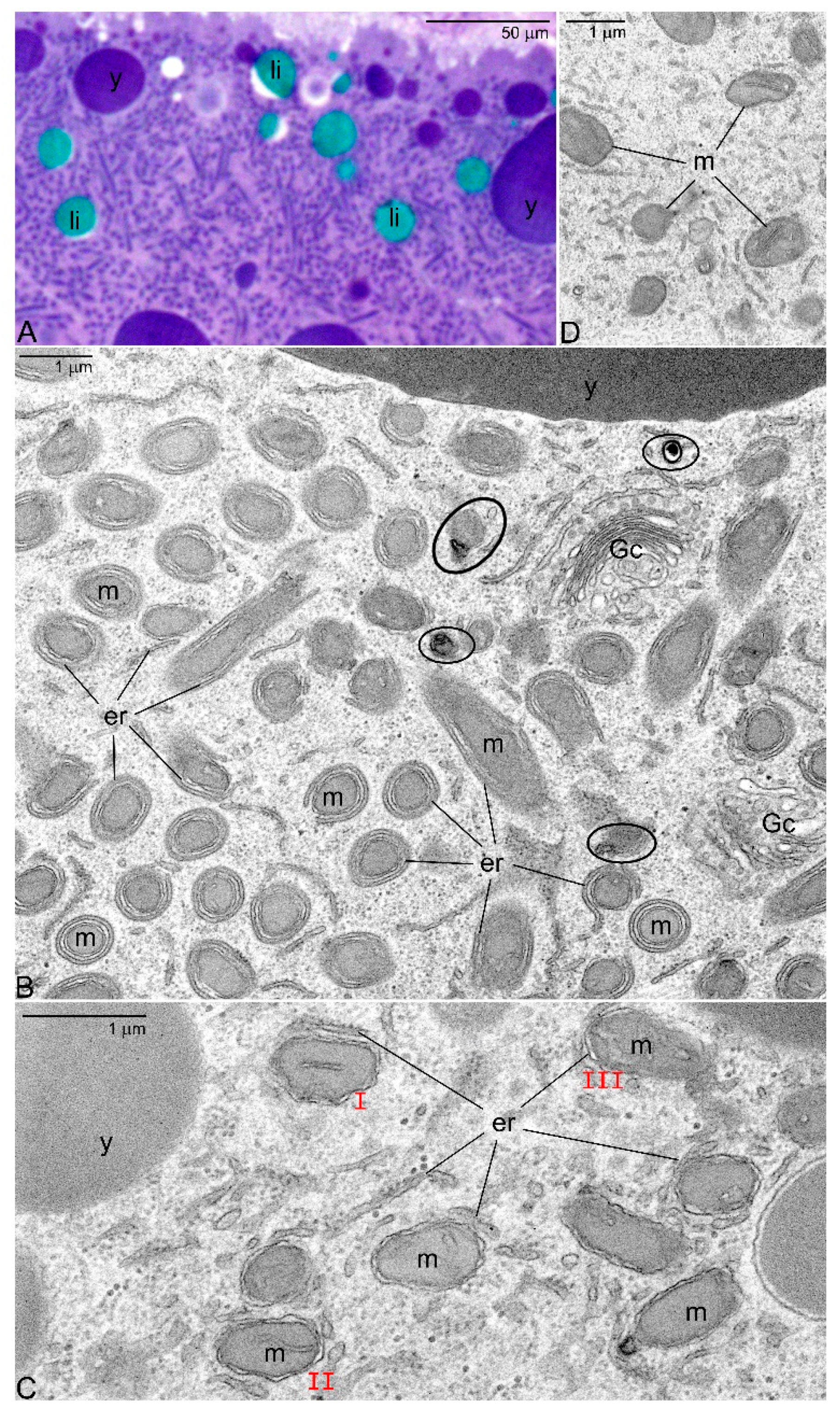 Genes 11 00104 g003