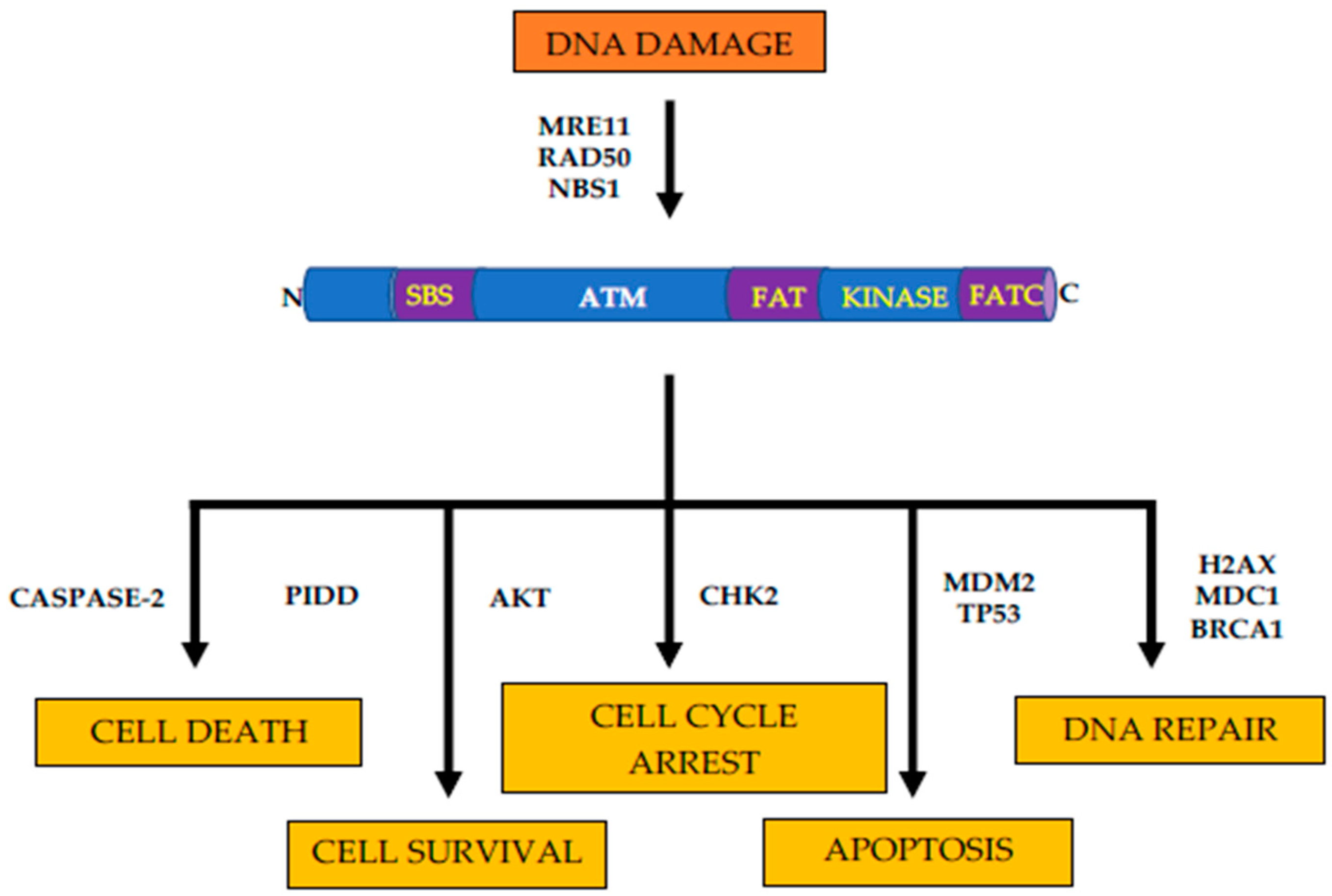 Genes 11 00108 g001 Genes 11 00108 g001