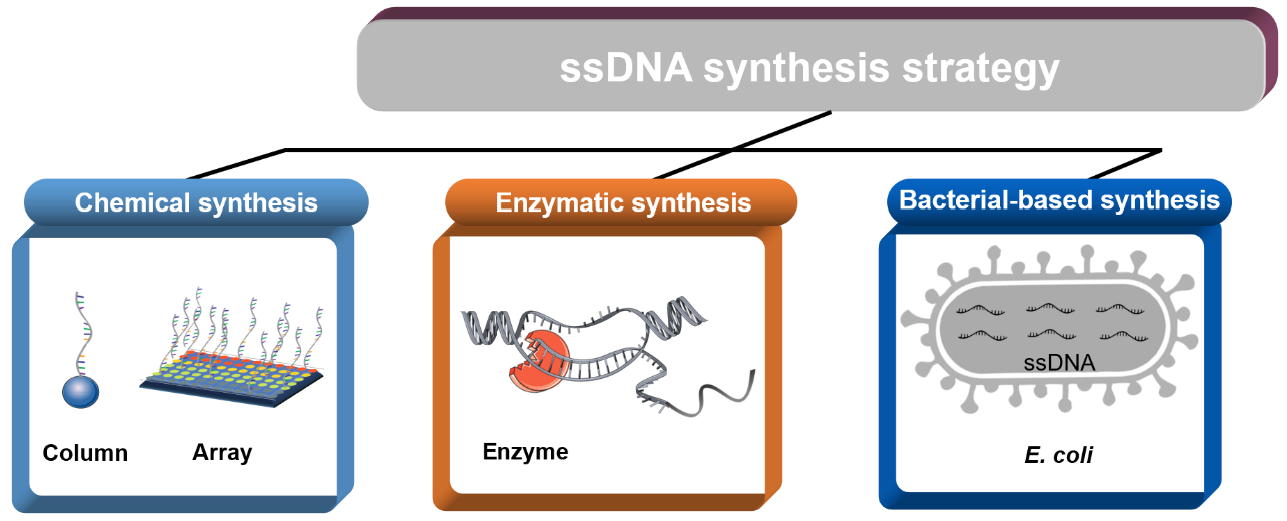Chemical synthesis of gene picture