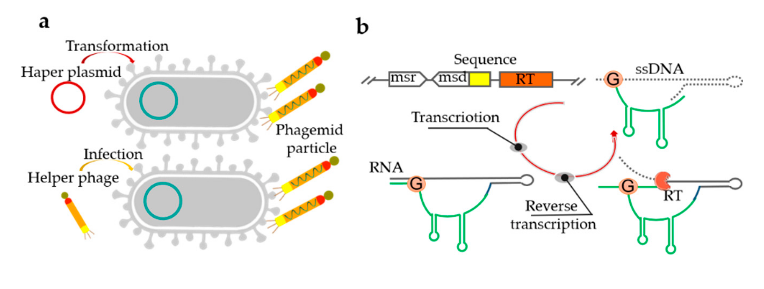 Genes 11 00116 g004 Genes 11 00116 g004