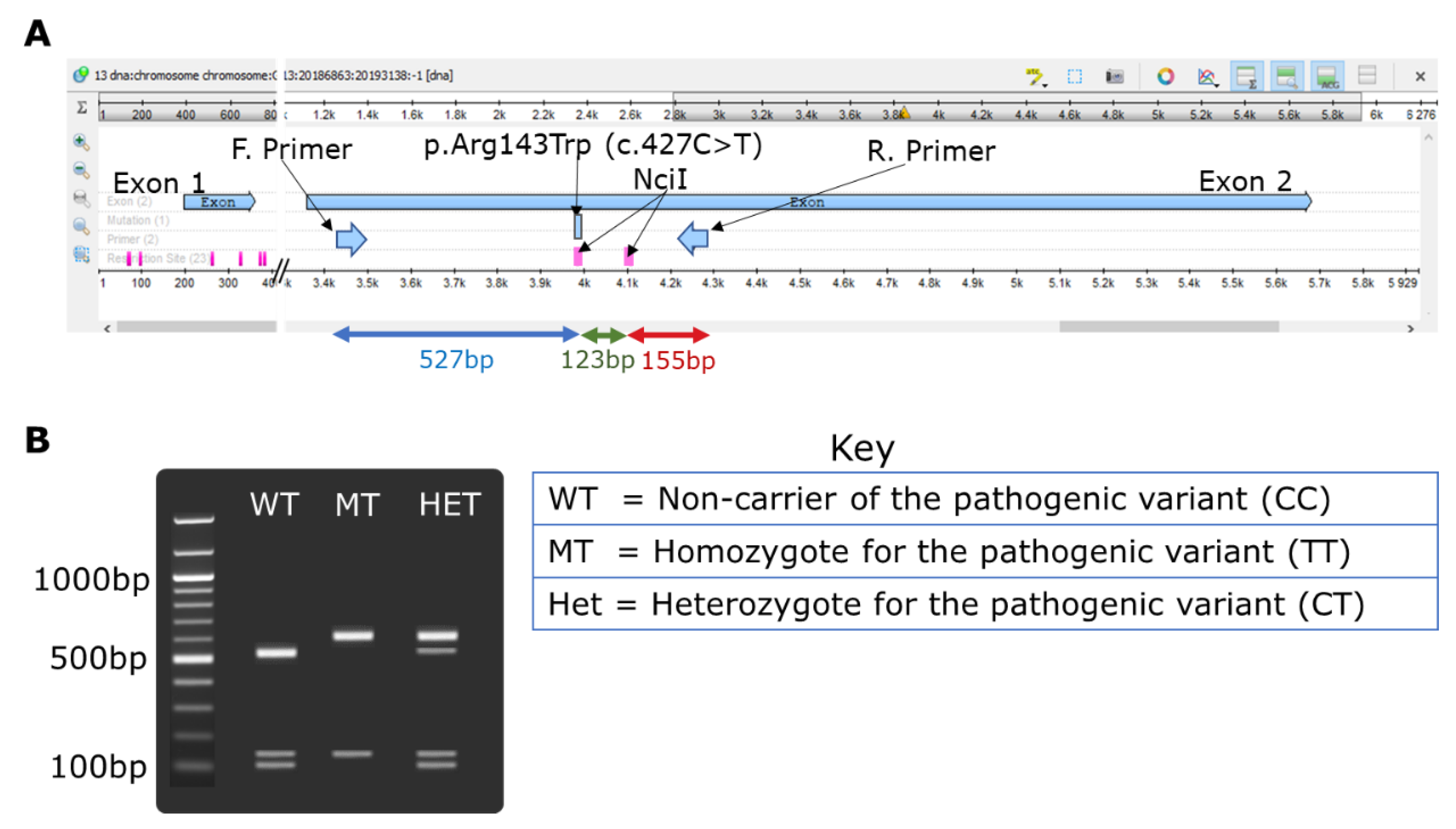 Genes 11 00132 g001 Genes 11 00132 g001