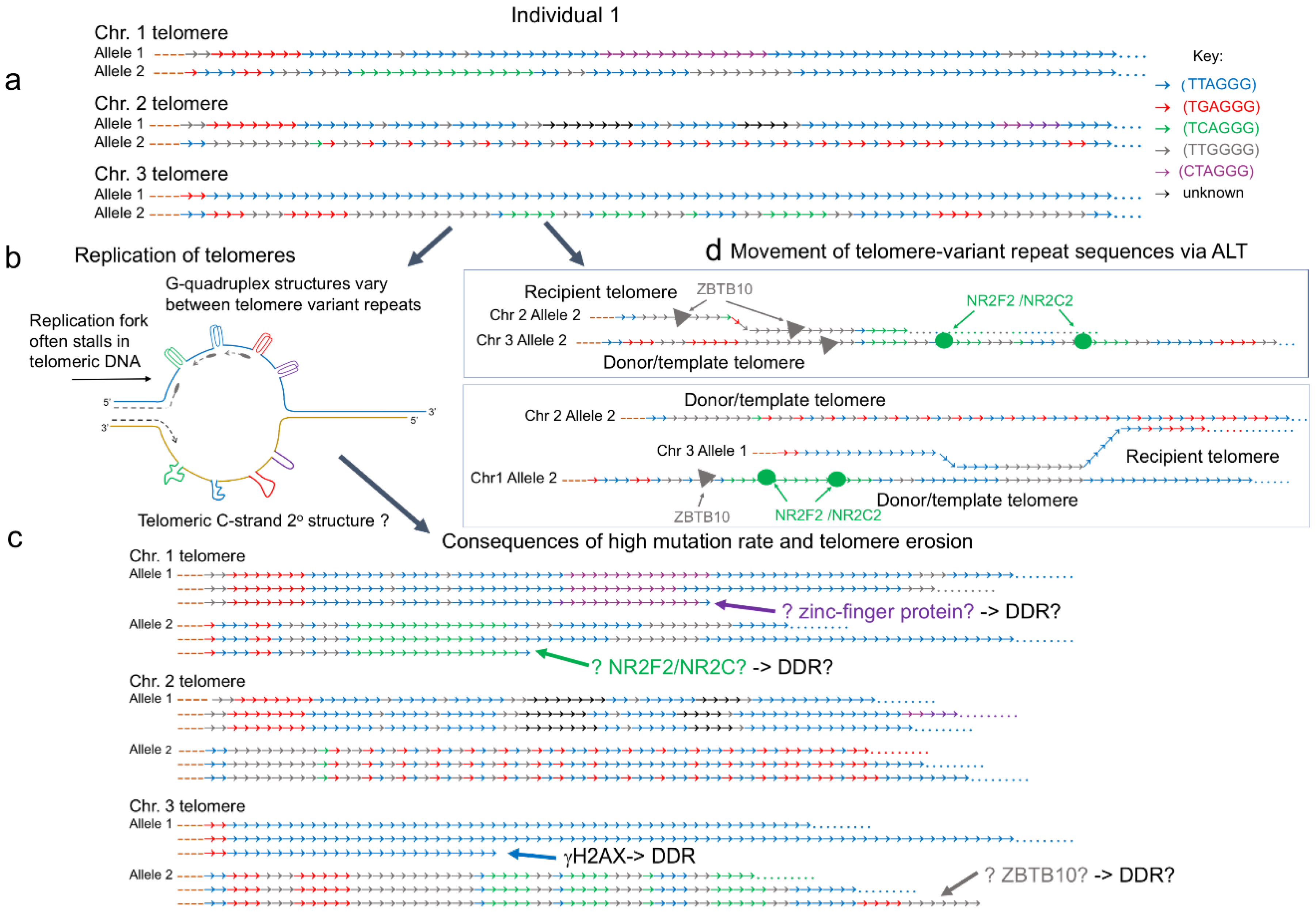 Genes 11 00133 g001