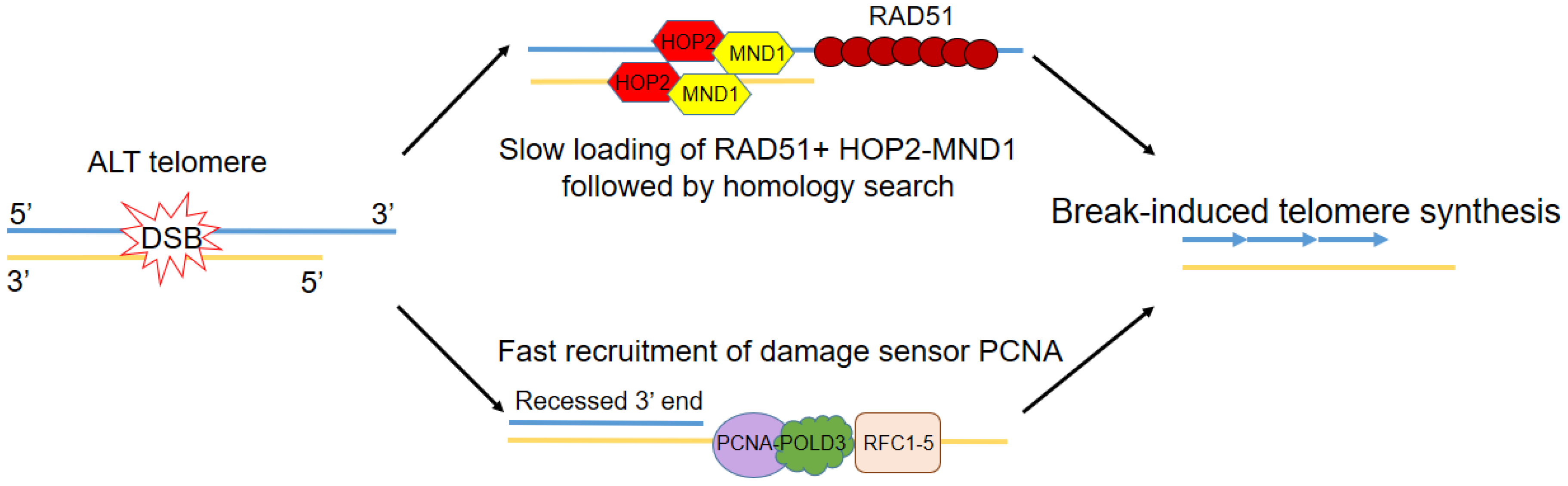 Genes 11 00133 g002