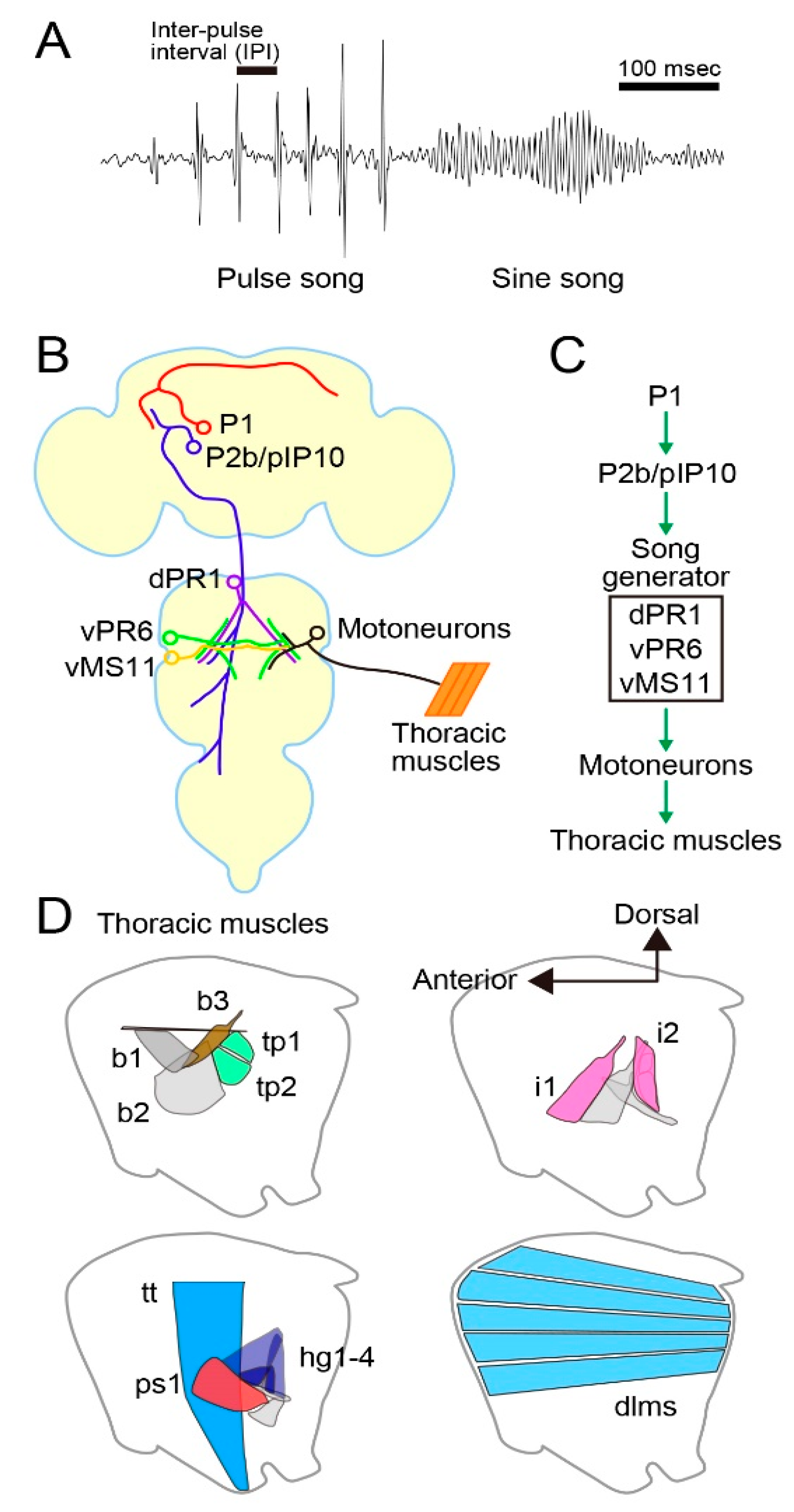 Drosophila Gene Map
