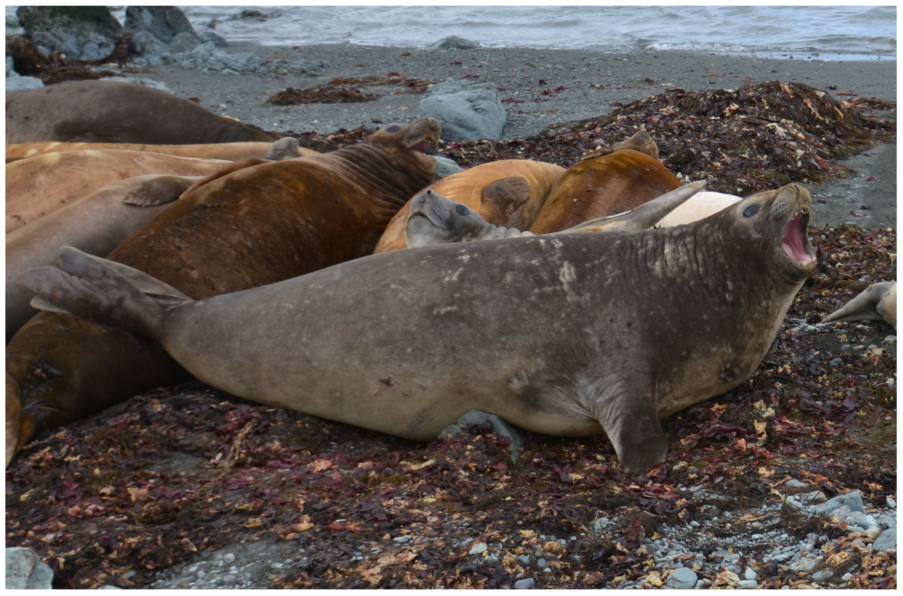 Genes 11 00160 g001 Genes 11 00160 g001