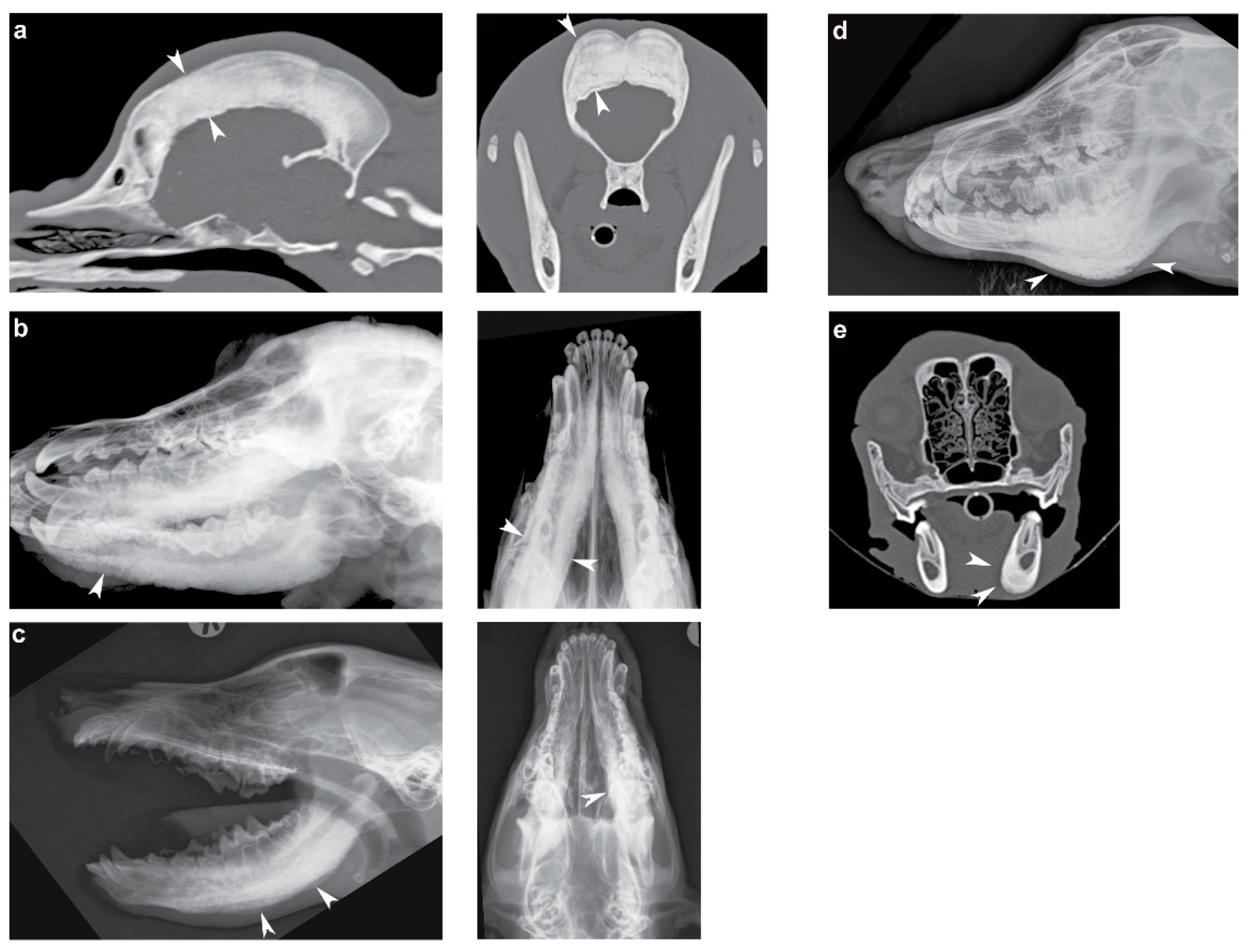 Genes 11 00163 g001 Genes 11 00163 g001
