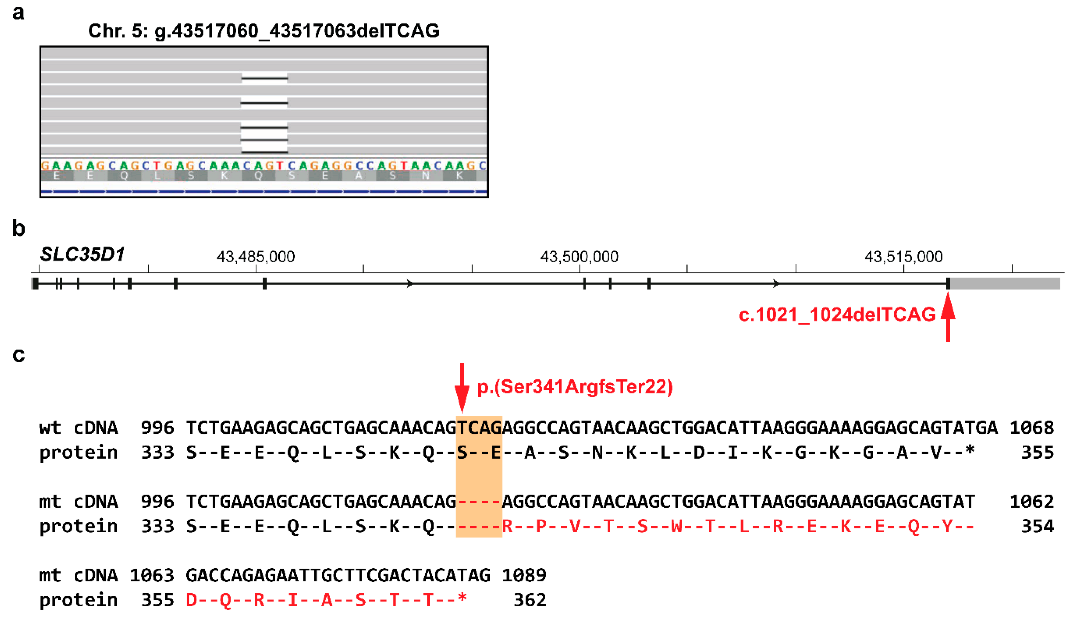 Genes 11 00163 g004 Genes 11 00163 g004