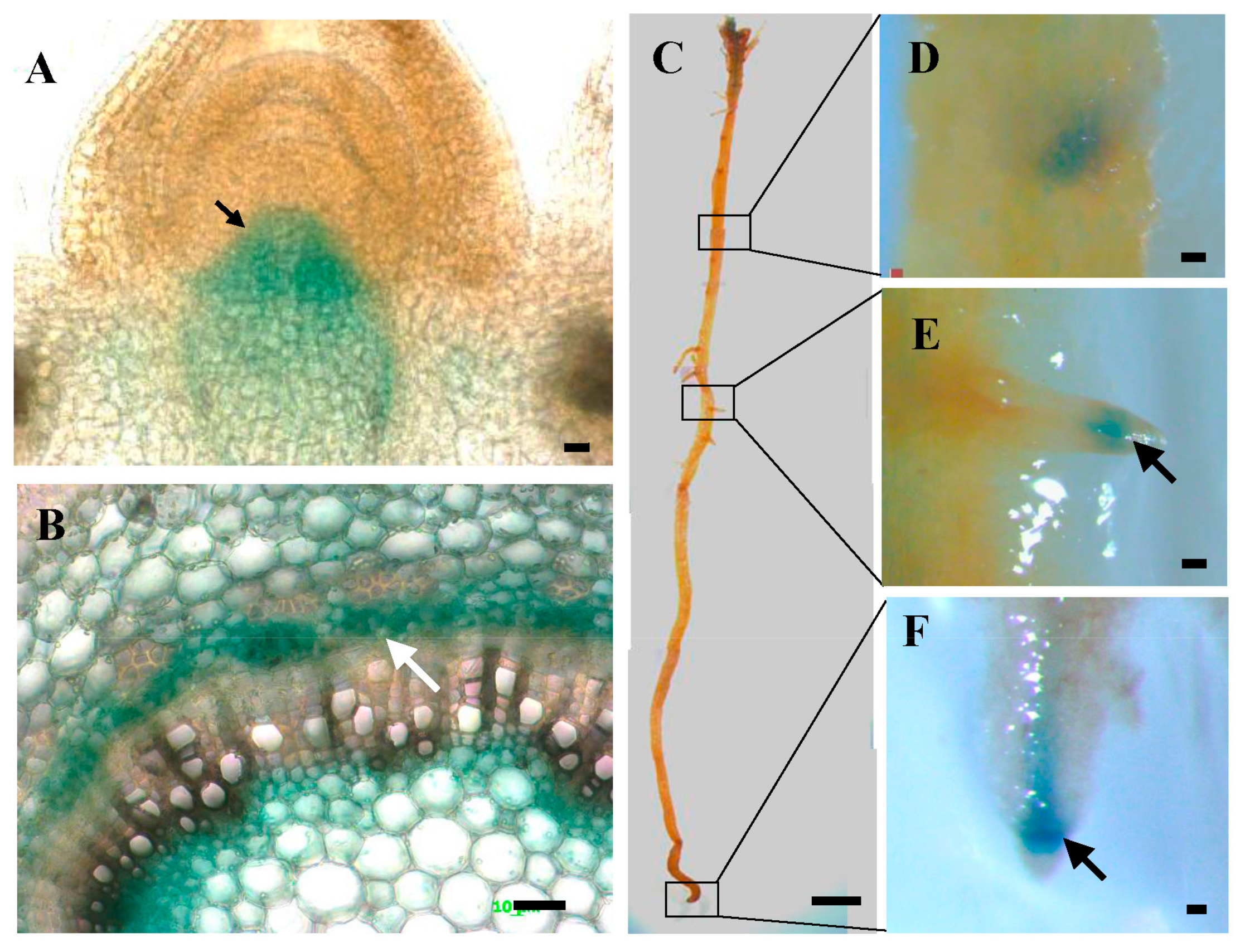 Genes 11 00176 g002 Genes 11 00176 g002