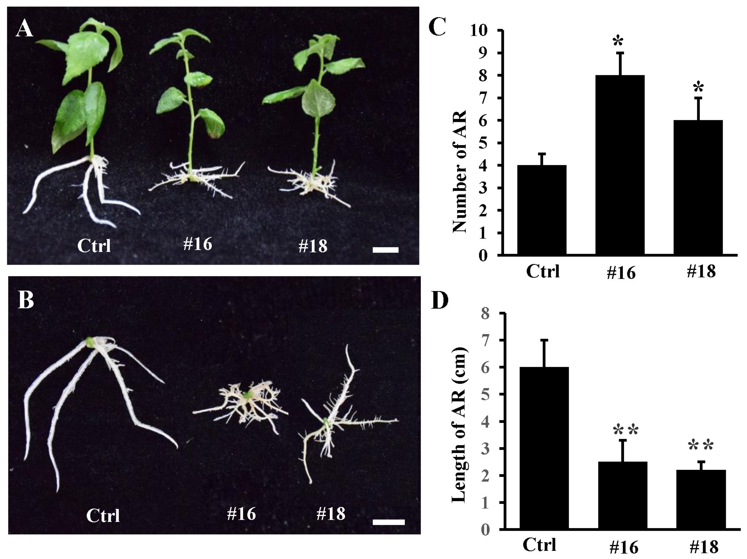 Genes 11 00176 g006 Genes 11 00176 g006