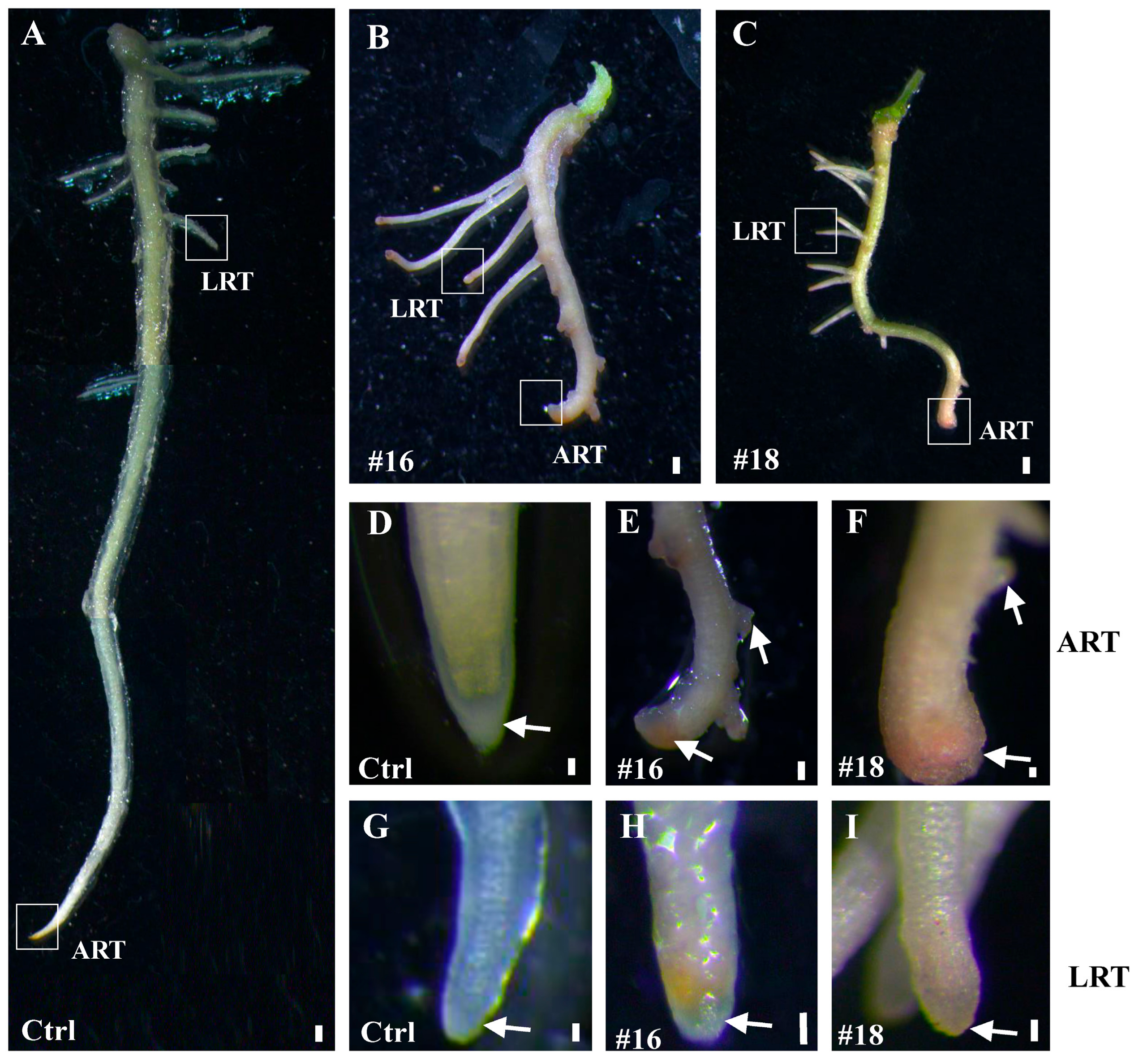 Genes 11 00176 g007 Genes 11 00176 g007