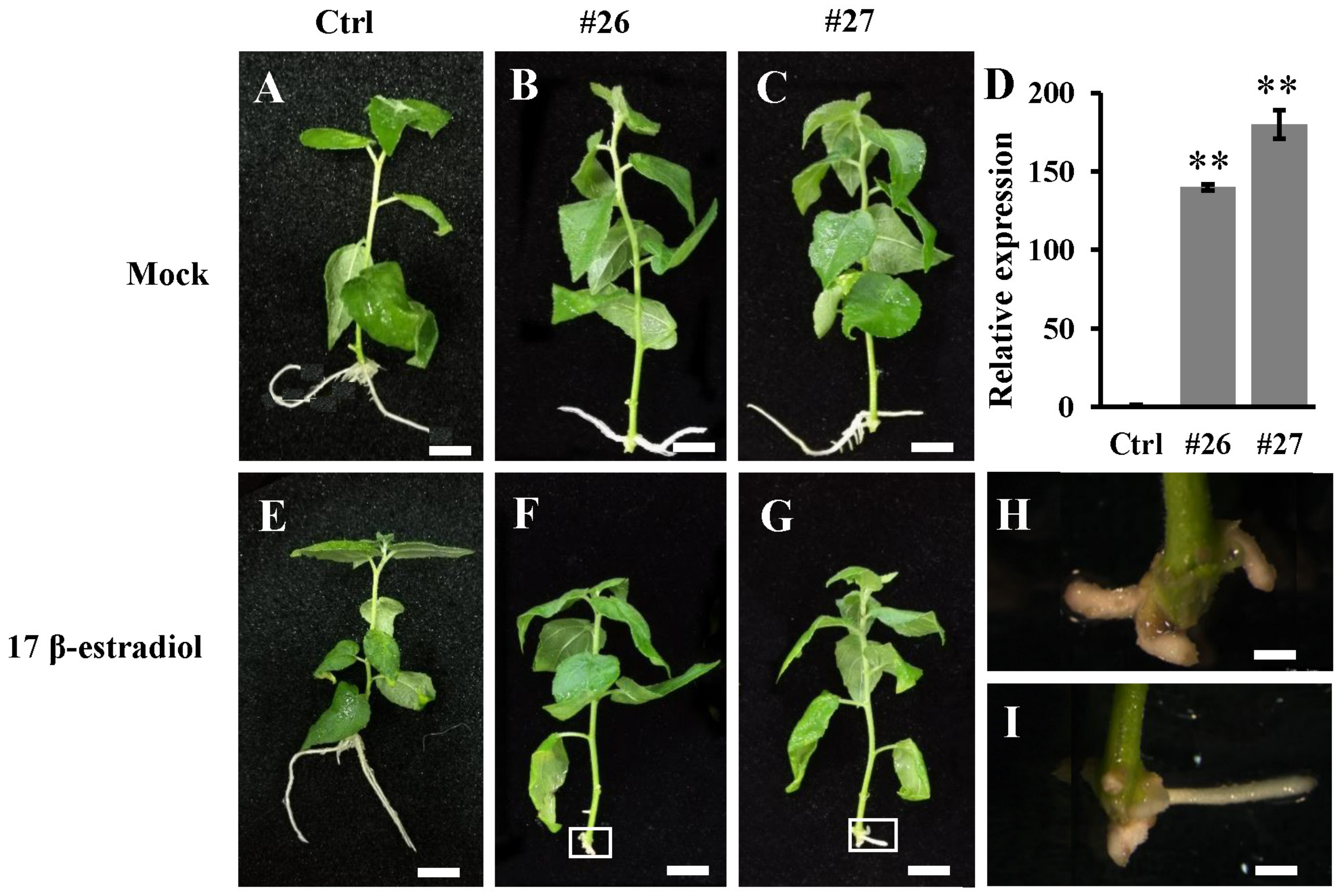 Genes 11 00176 g008 Genes 11 00176 g008