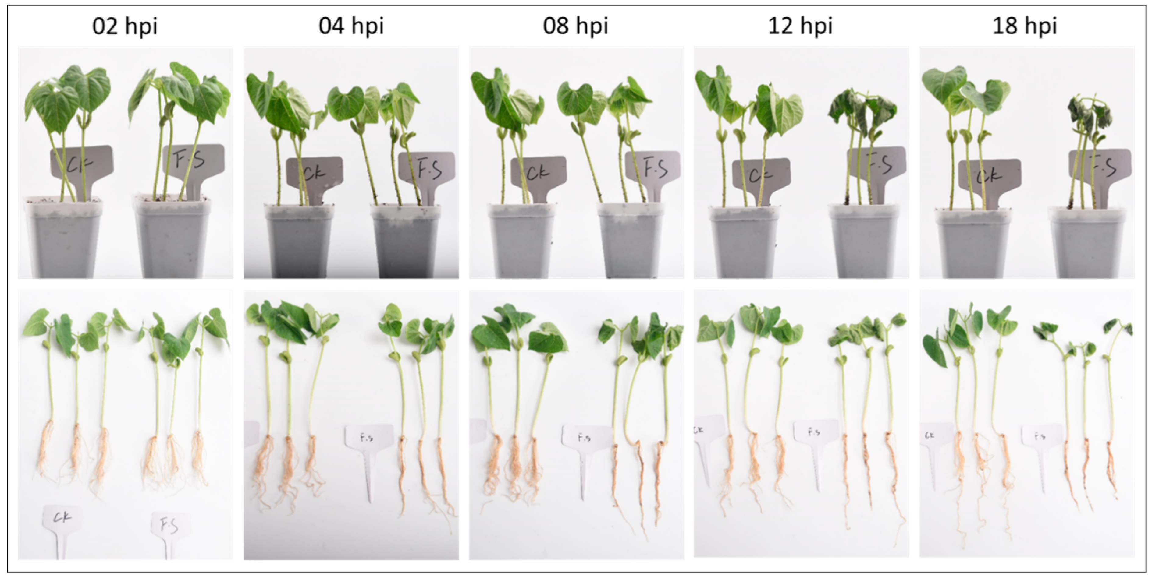 Genes 11 00177 g001 Genes 11 00177 g001