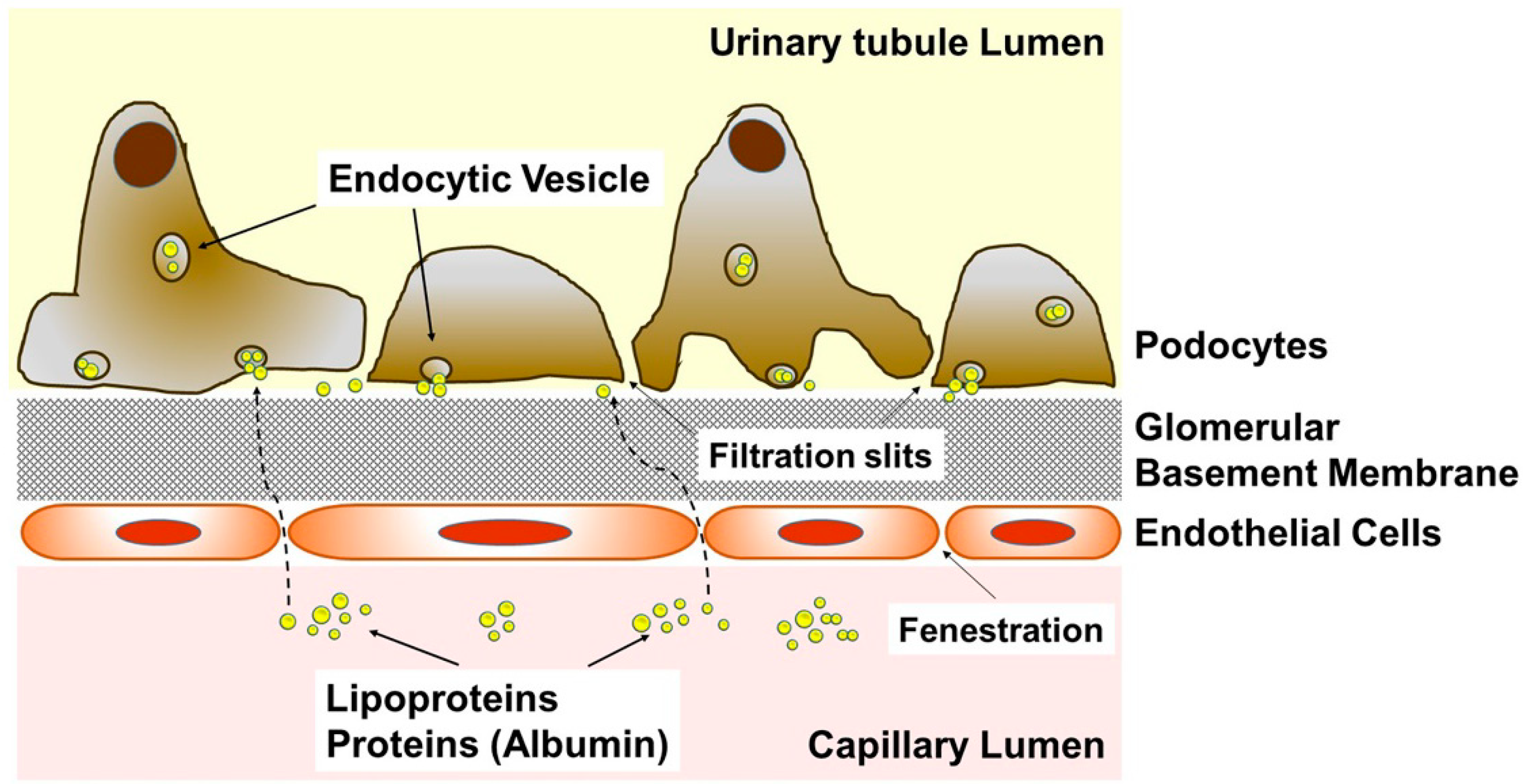 Genes 11 00178 g001 Genes 11 00178 g001