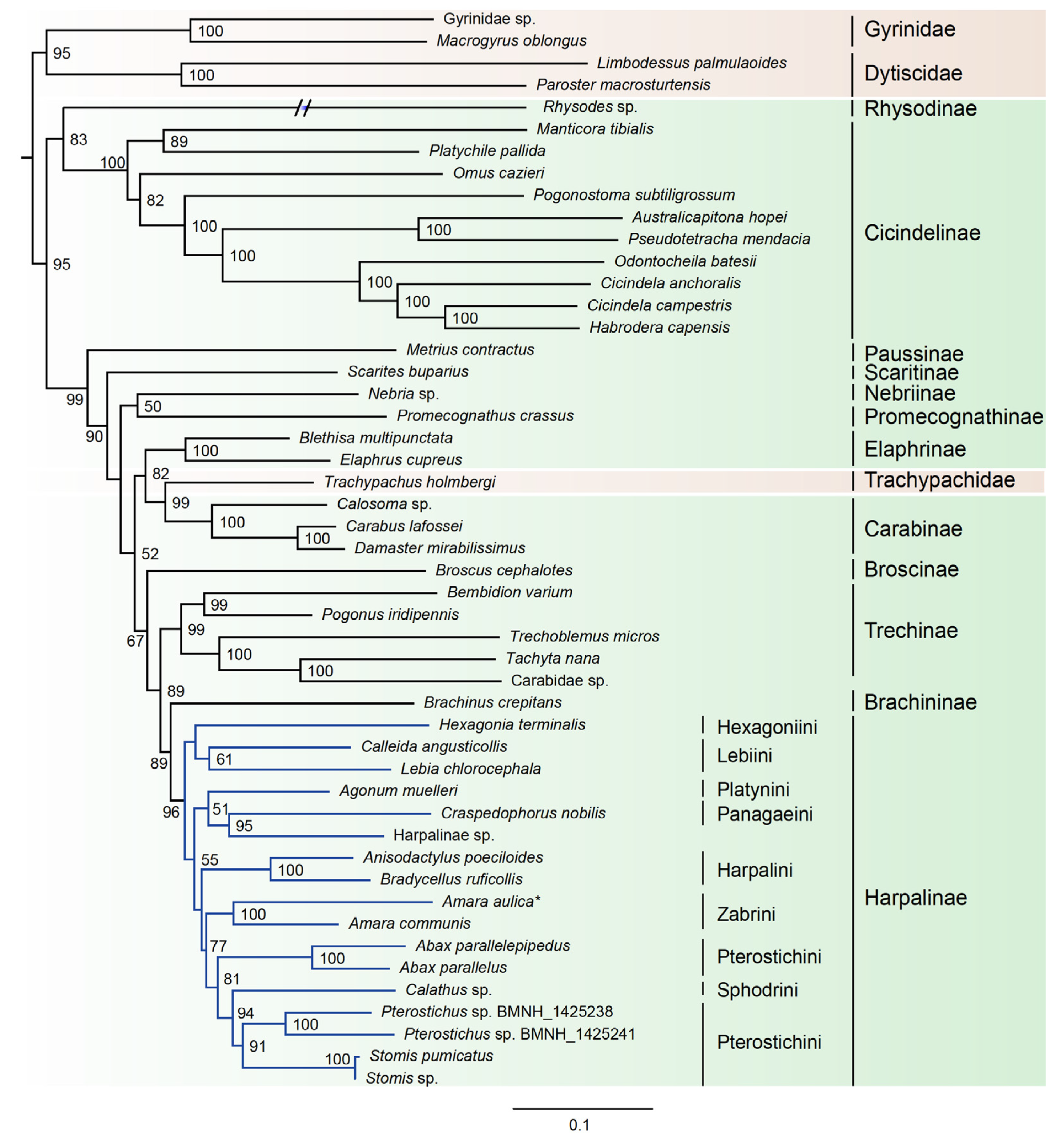 Genes 11 00181 g002 Genes 11 00181 g002