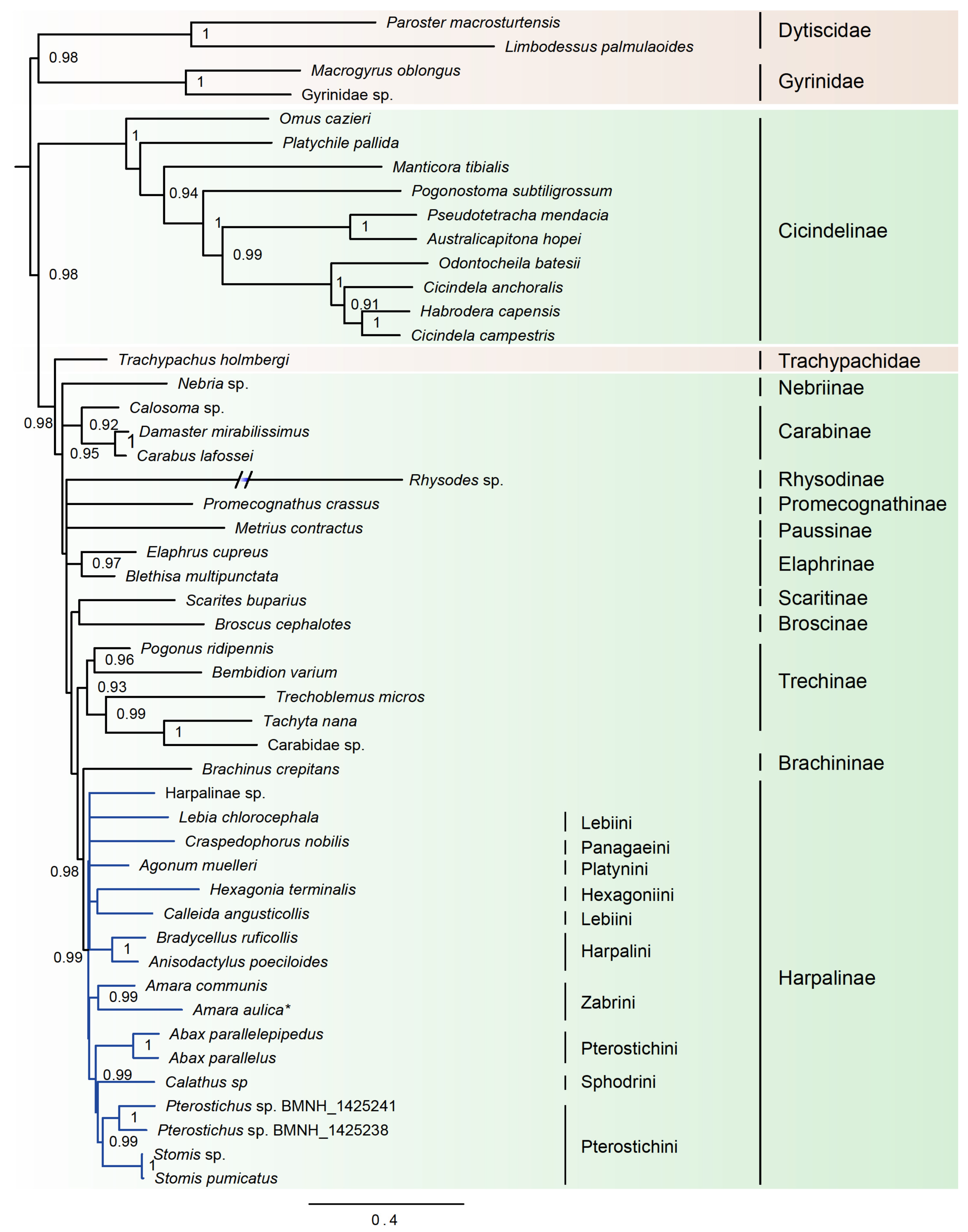 Genes 11 00181 g003 Genes 11 00181 g003