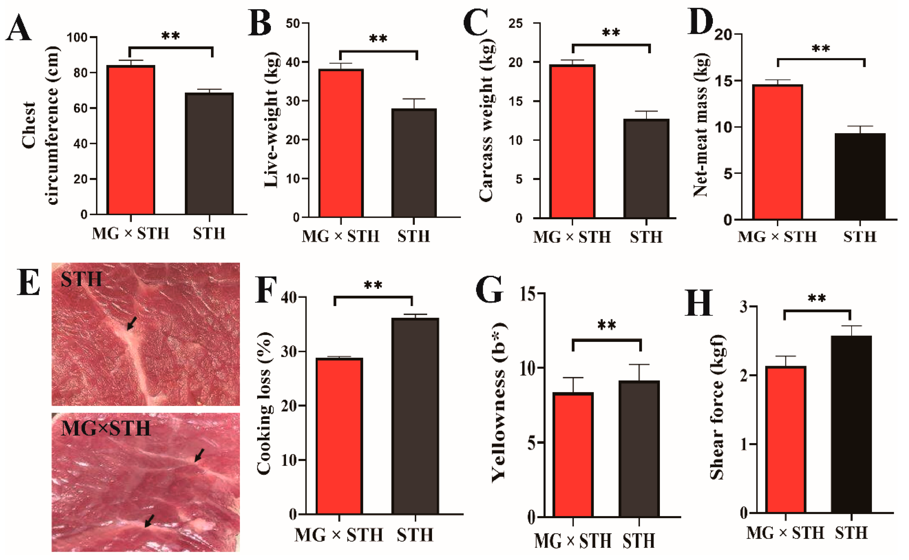 Genes Free Full Text Comparative Transcriptome Analysis Identifying The Different Molecular Genetic Markers Related To Production Performance And Meat Quality In Longissimus Dorsi Tissues Of Mg Sth And Sth Sheep Html Genes Free Full Text Comparative Transcriptome Analysis Identifying The Different Molecular Genetic Markers Related To Production Performance And Meat Quality In Longissimus Dorsi Tissues Of Mg Sth And Sth Sheep Html