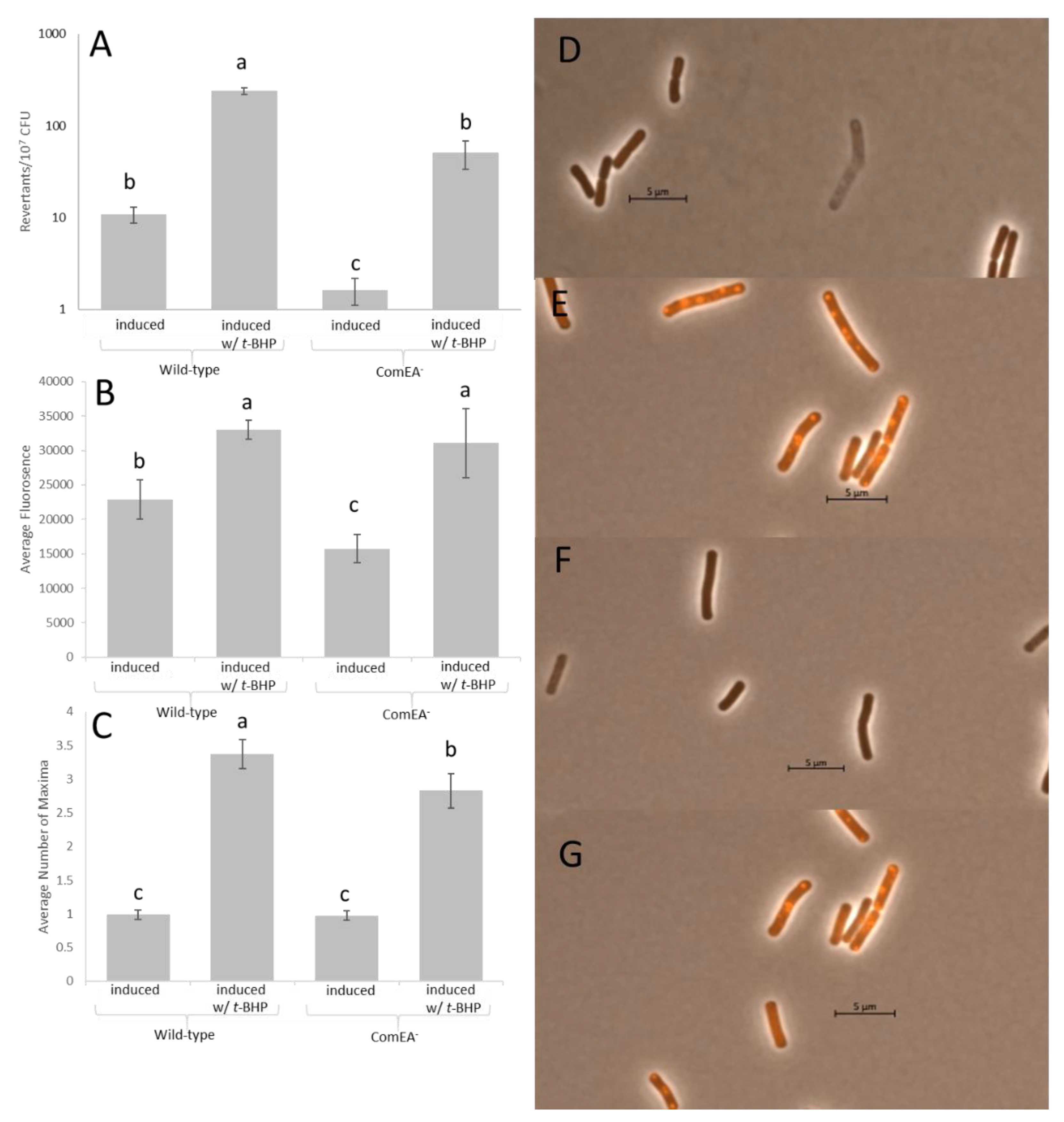 Genes 11 00190 g002 550