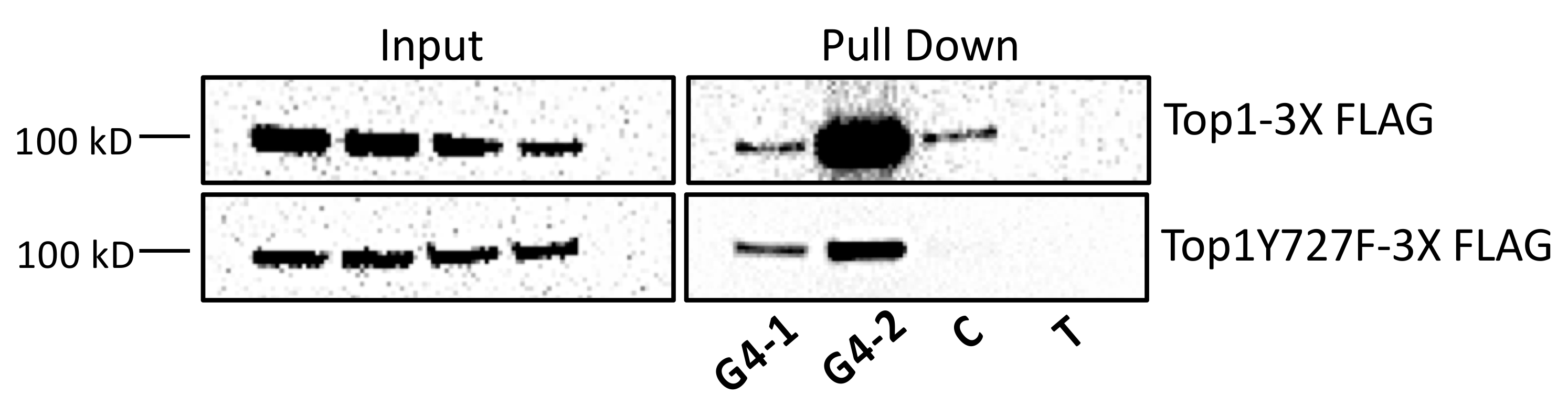 Genes 11 00193 g001 Genes 11 00193 g001