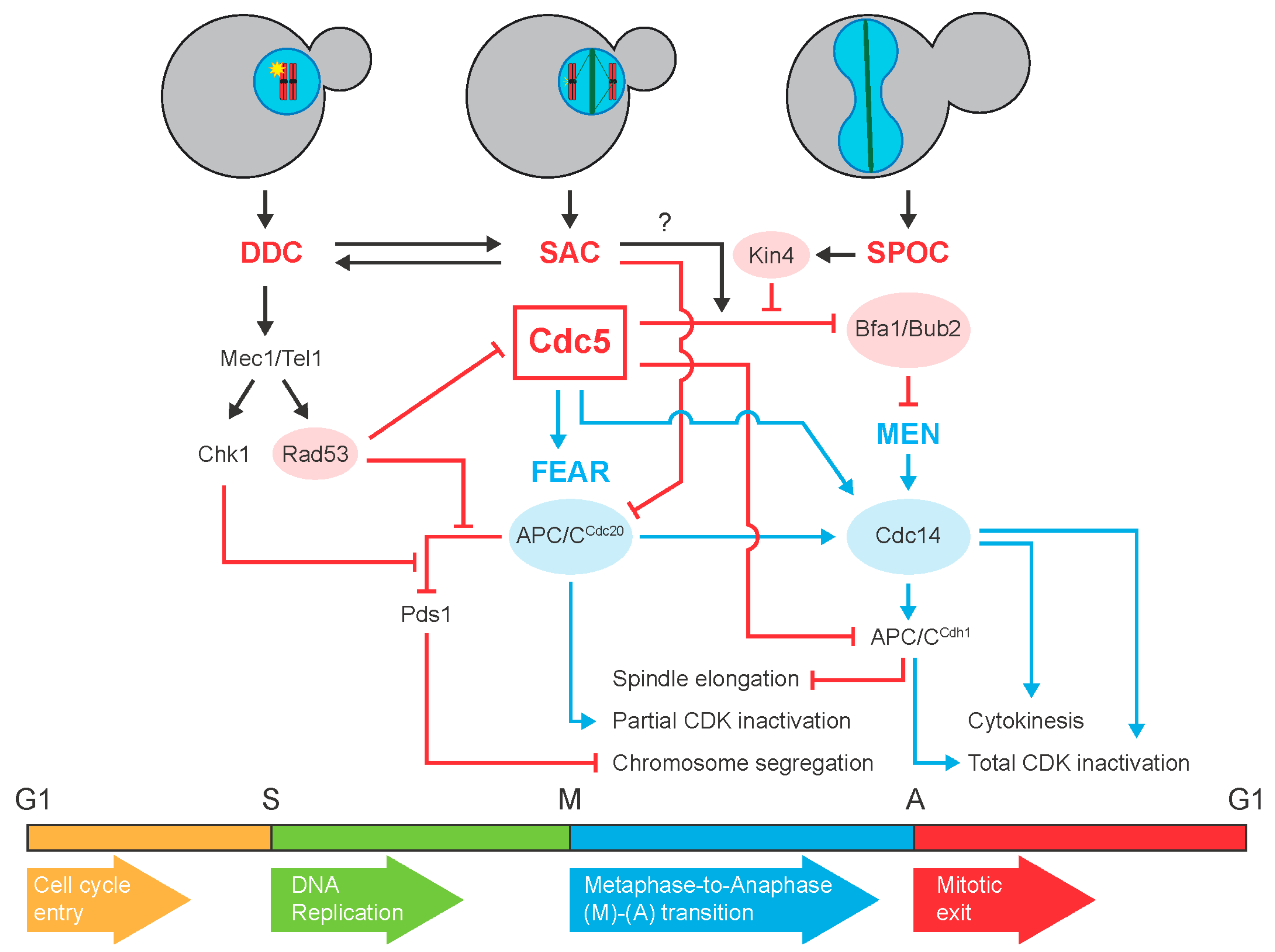 Regulation of Mitotic Exit by Cell Cycle ... Biology Diagrams