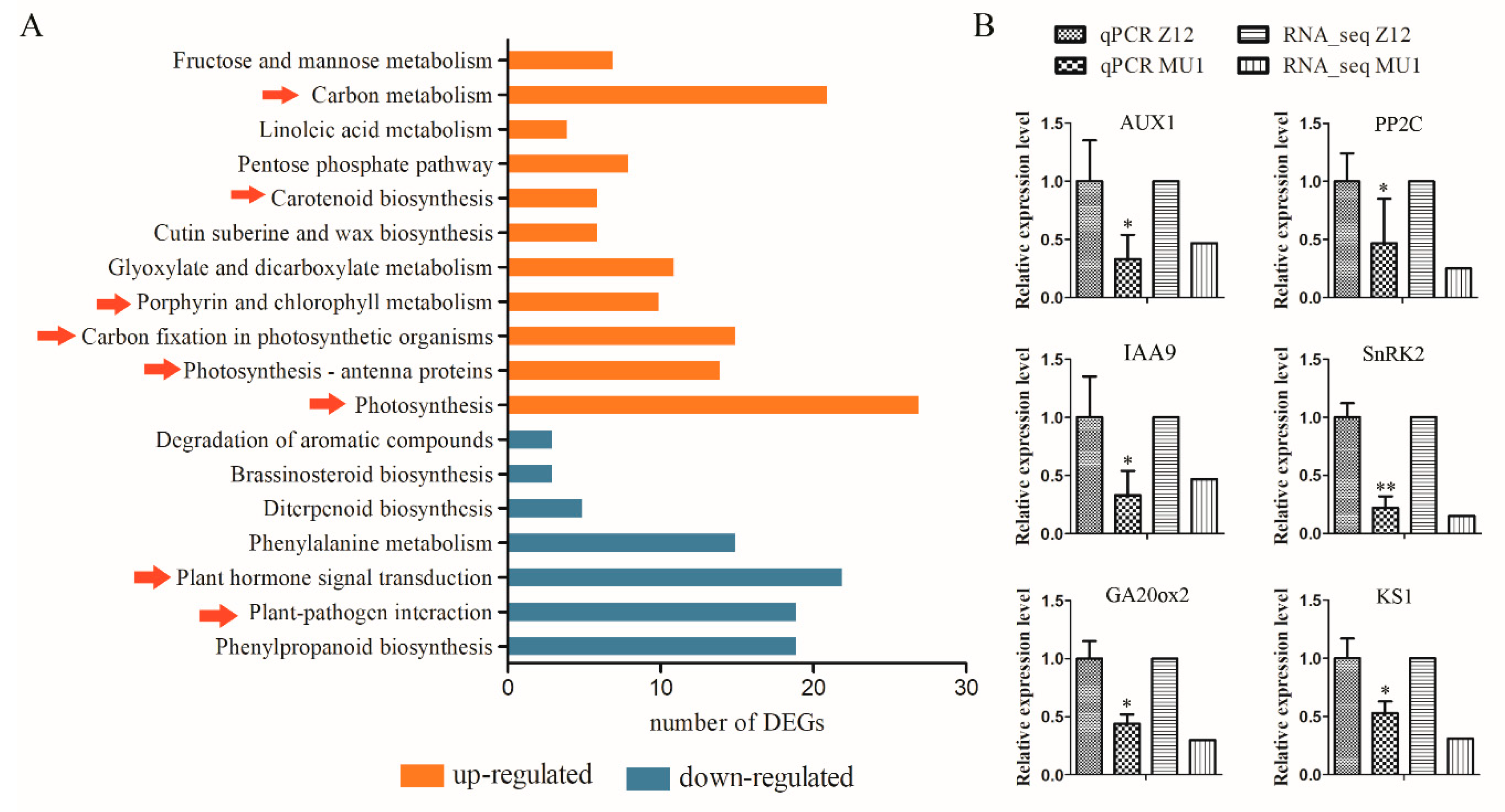 Genes 11 00199 g007 Genes 11 00199 g007