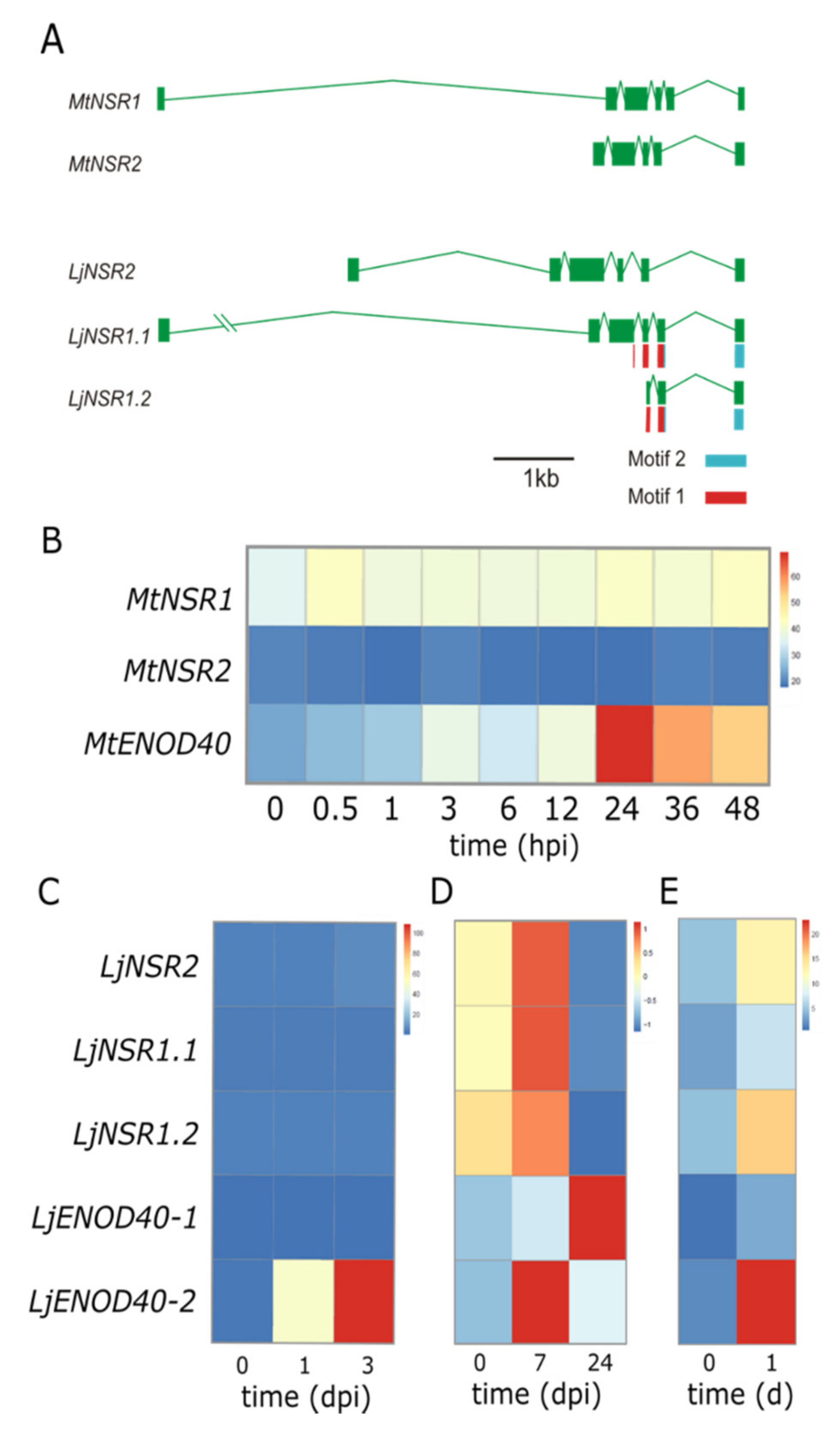 Genes 11 00207 g002 Genes 11 00207 g002