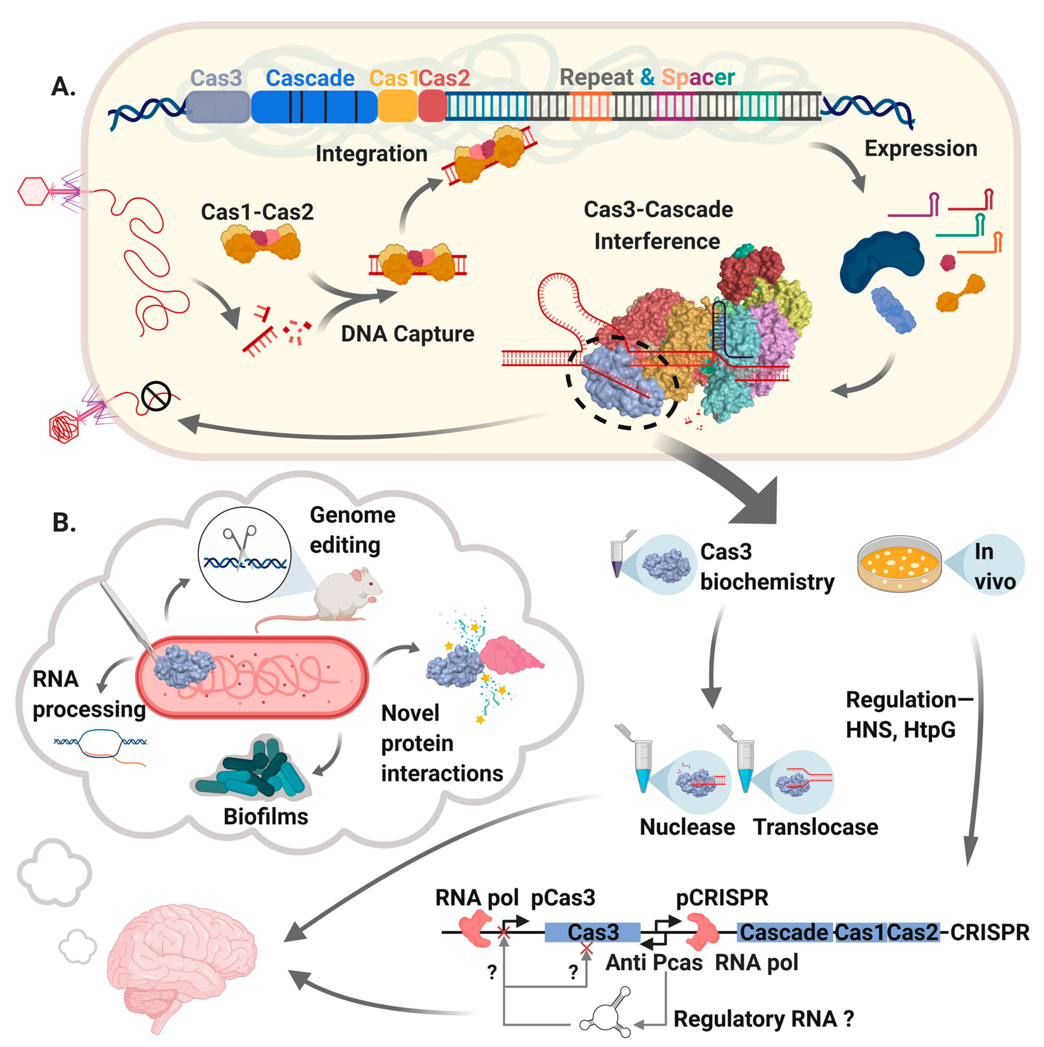 Genes 11 00208 g001 Genes 11 00208 g001