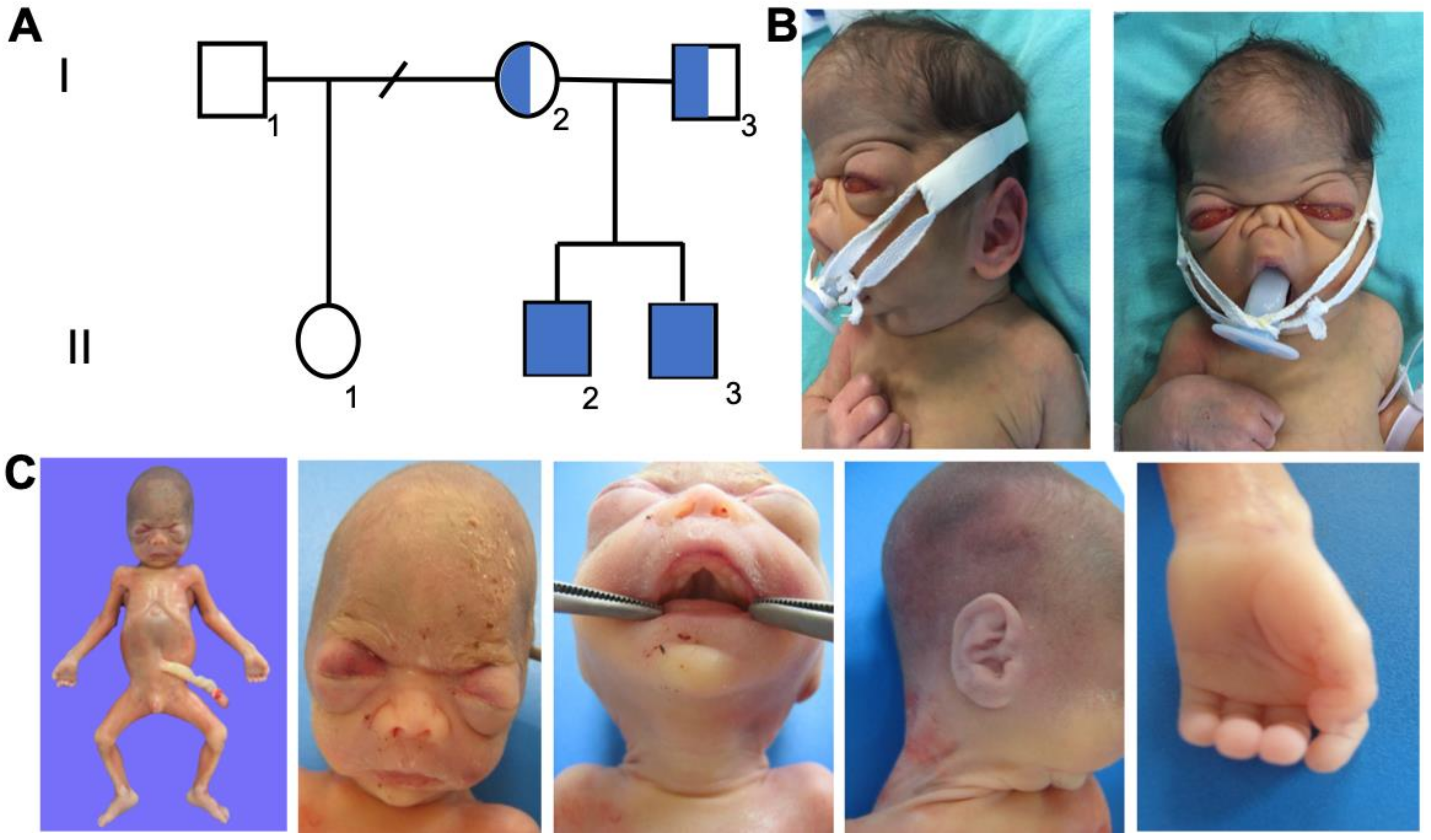 Genes 11 00222 g001 Genes 11 00222 g001