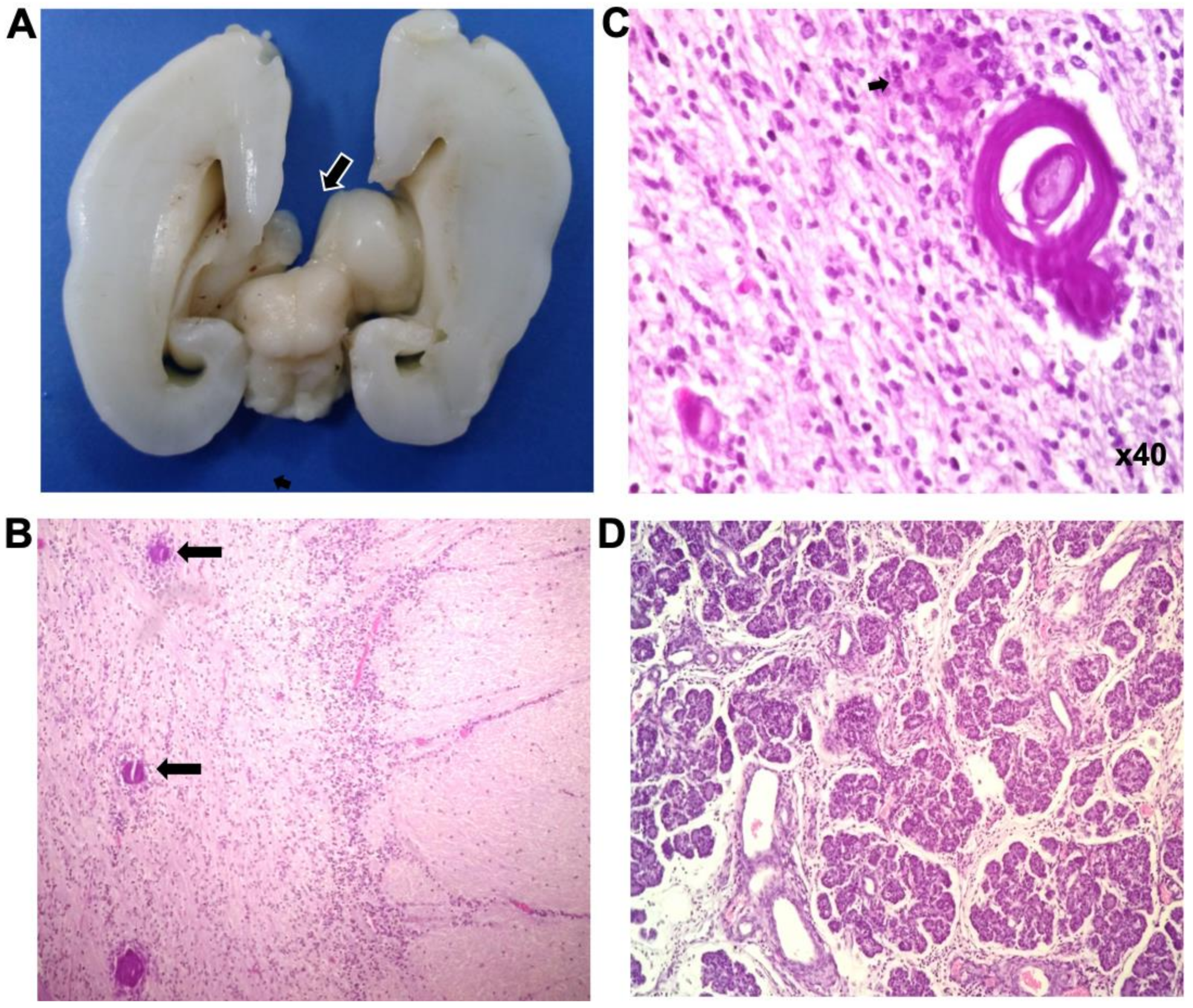 Genes 11 00222 g003 Genes 11 00222 g003