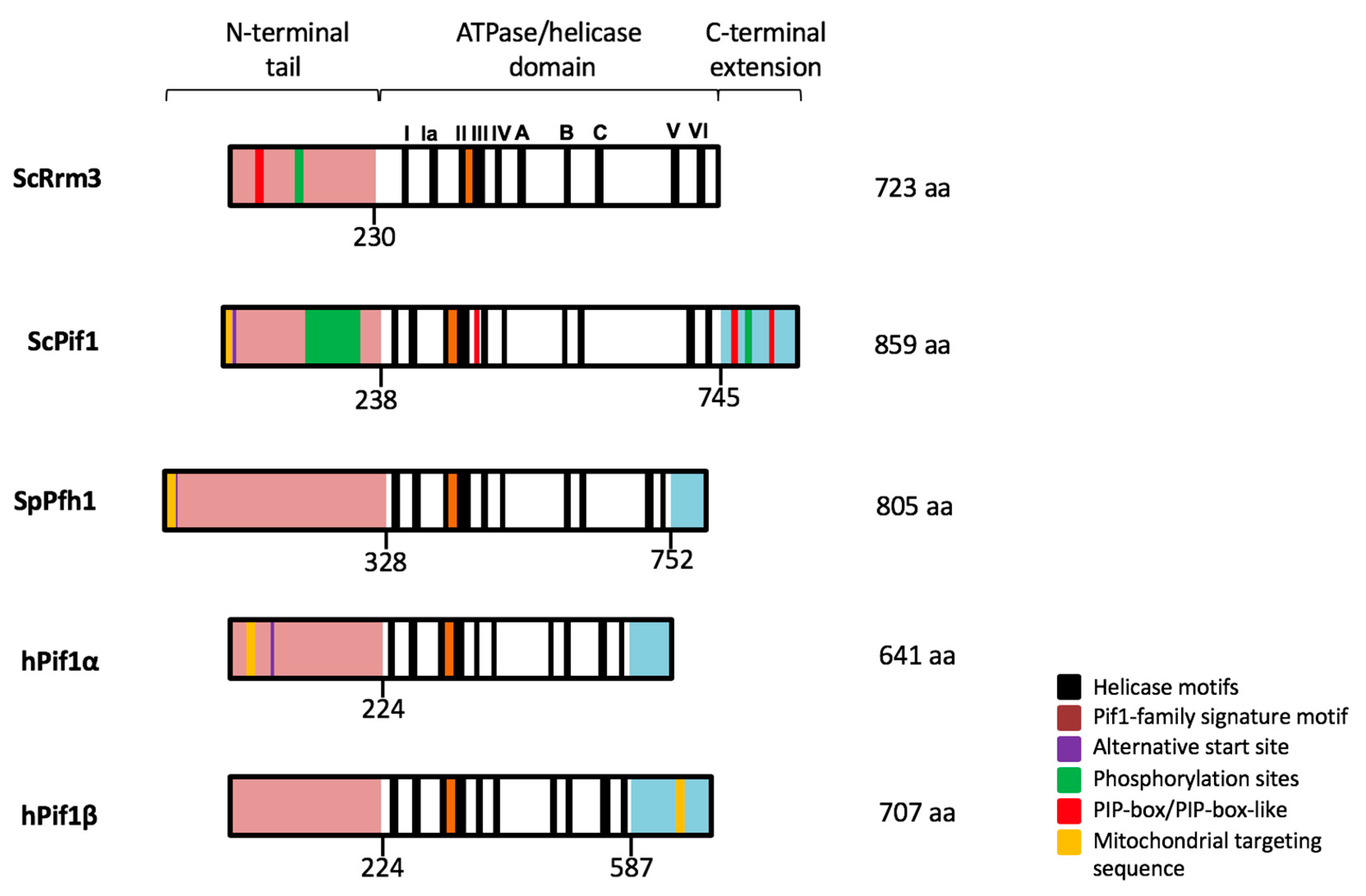 Genes Free Full Text Yeast Genome Maintenance By The