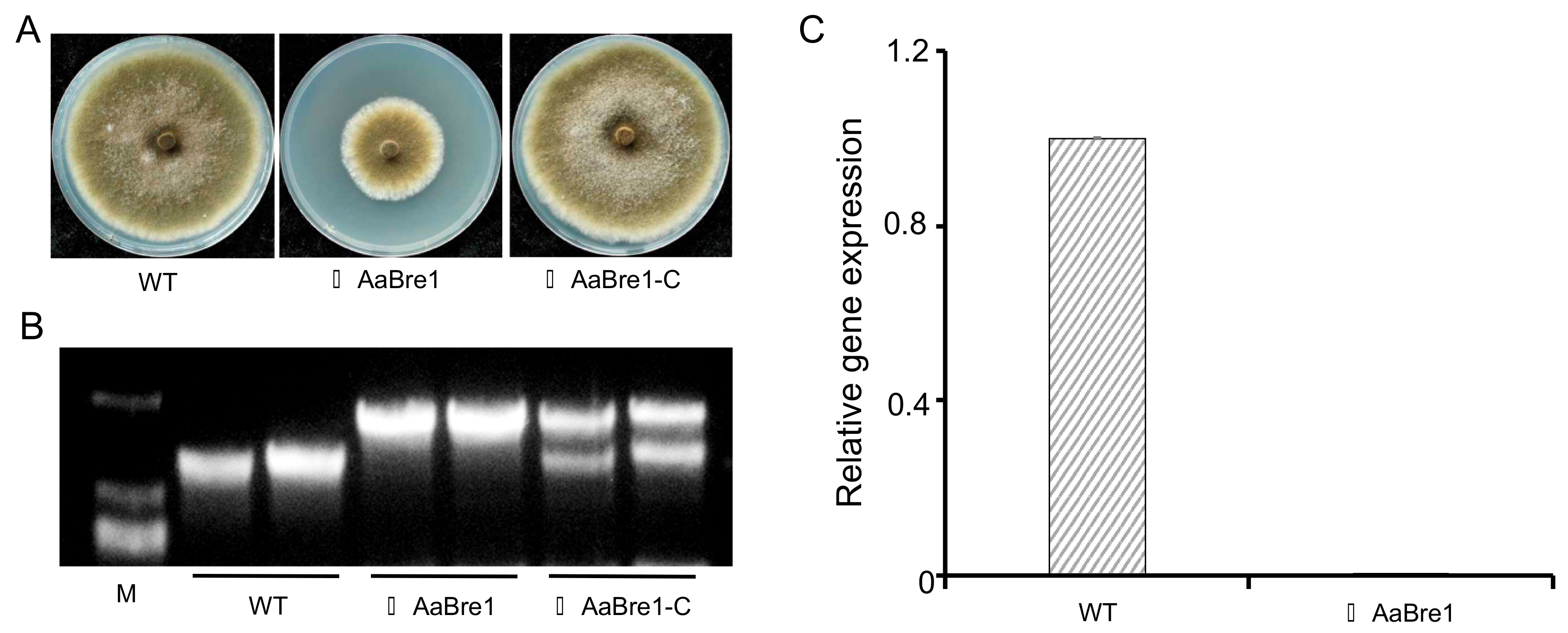 Genes 11 00229 g003