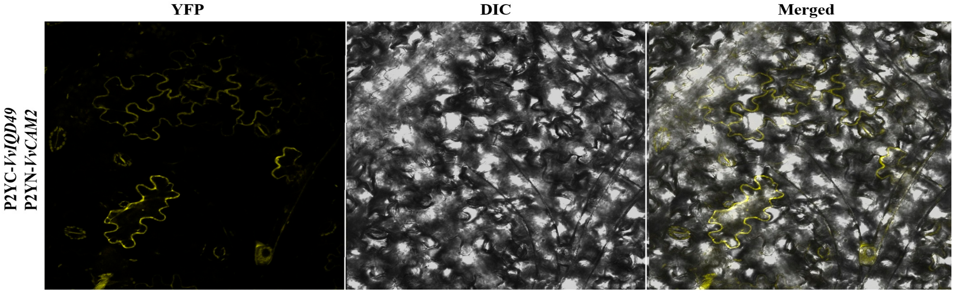 Genes 11 00235 g006 Genes 11 00235 g006