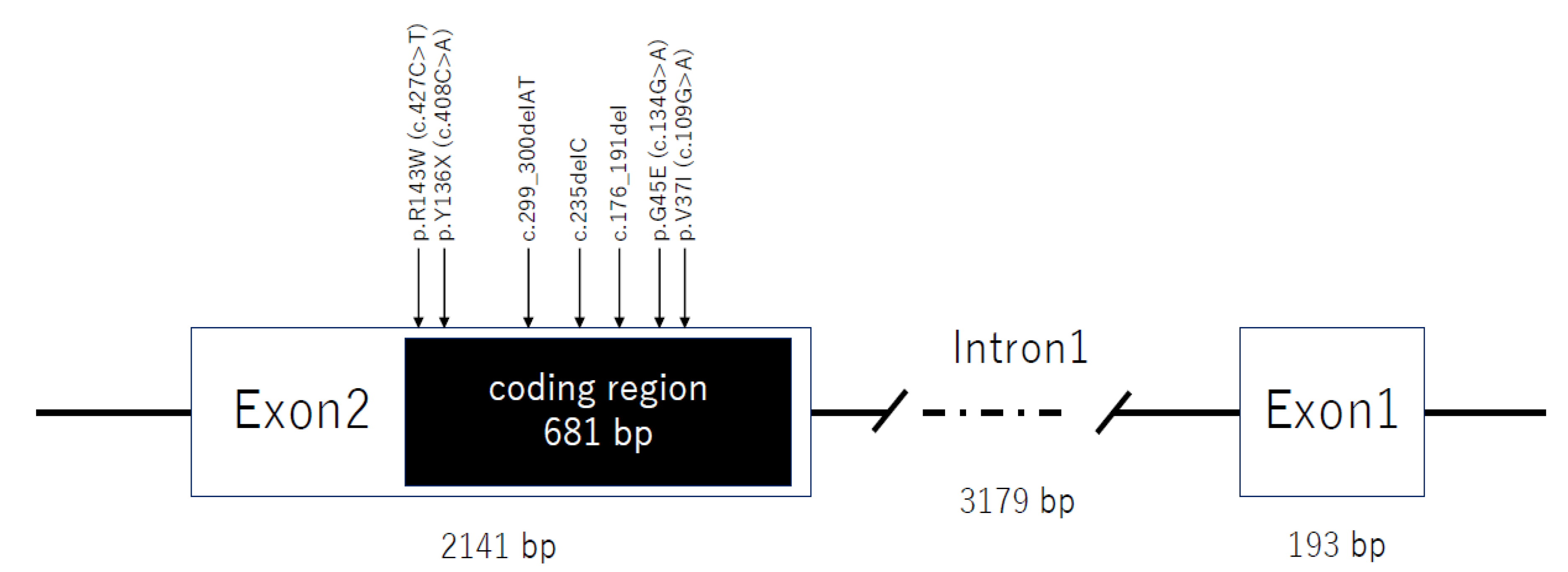 Genes Free FullText Haplotype Analysis of GJB2 Mutations Founder