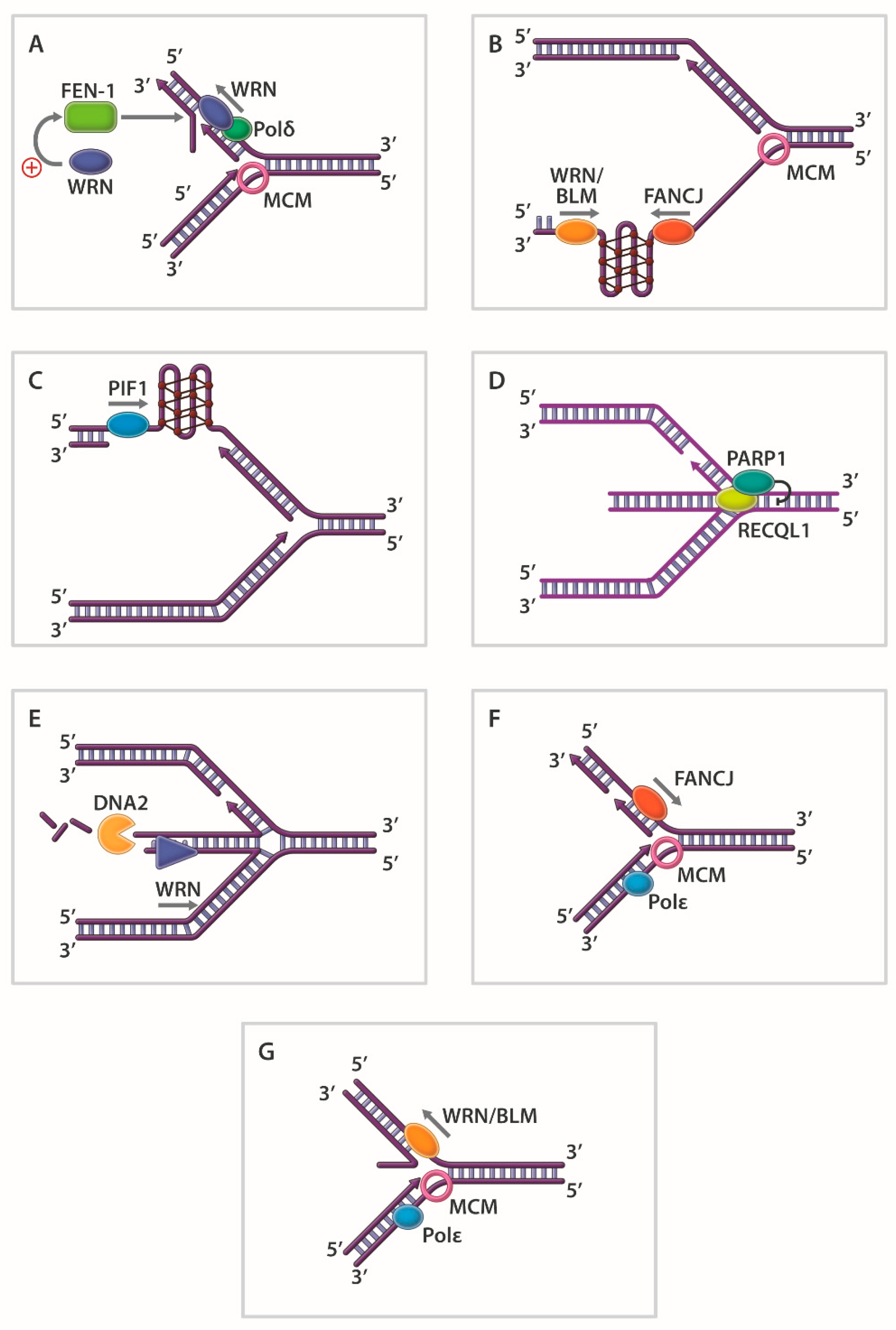 Dna Replication Helicase Biology Diagrams