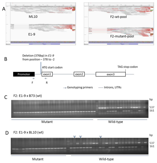 Mapping-by-Sequencing via MutMap Identifies a Mutation in ZmCLE7 ...