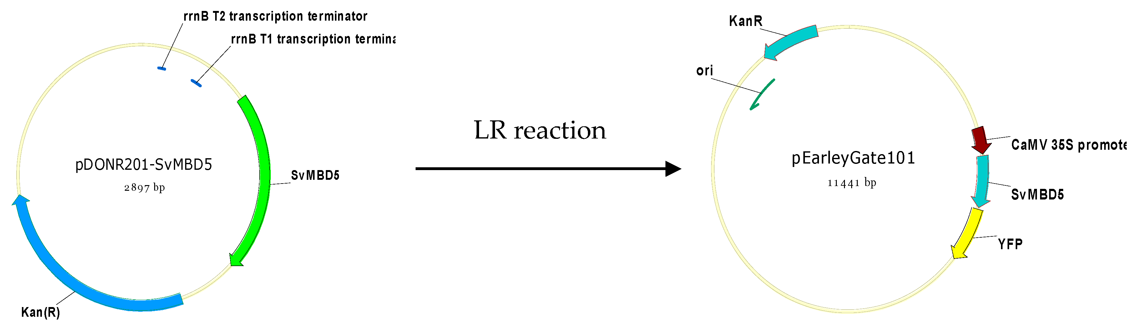 Genes 11 00285 g001 Genes 11 00285 g001