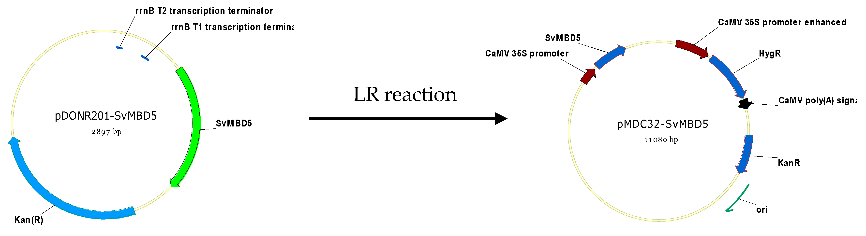Genes 11 00285 g002 Genes 11 00285 g002