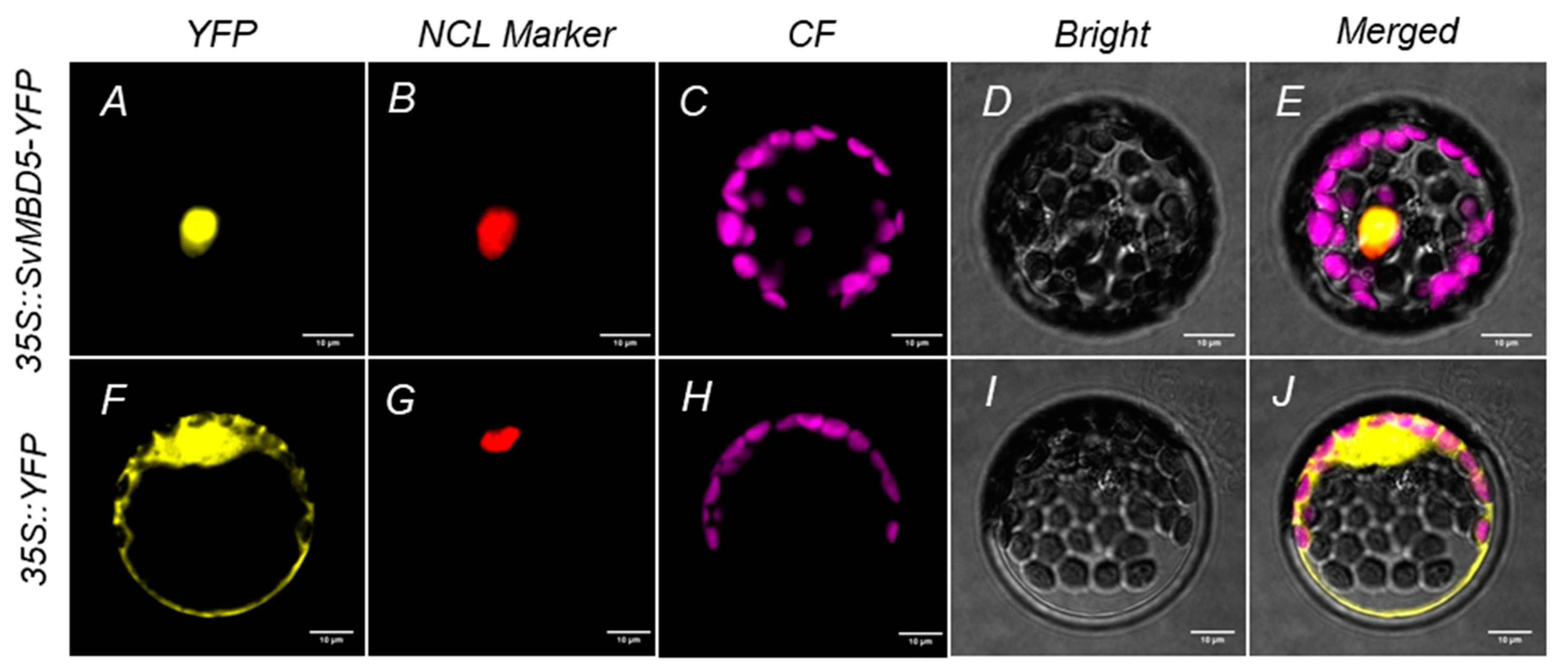 Genes 11 00285 g006 Genes 11 00285 g006