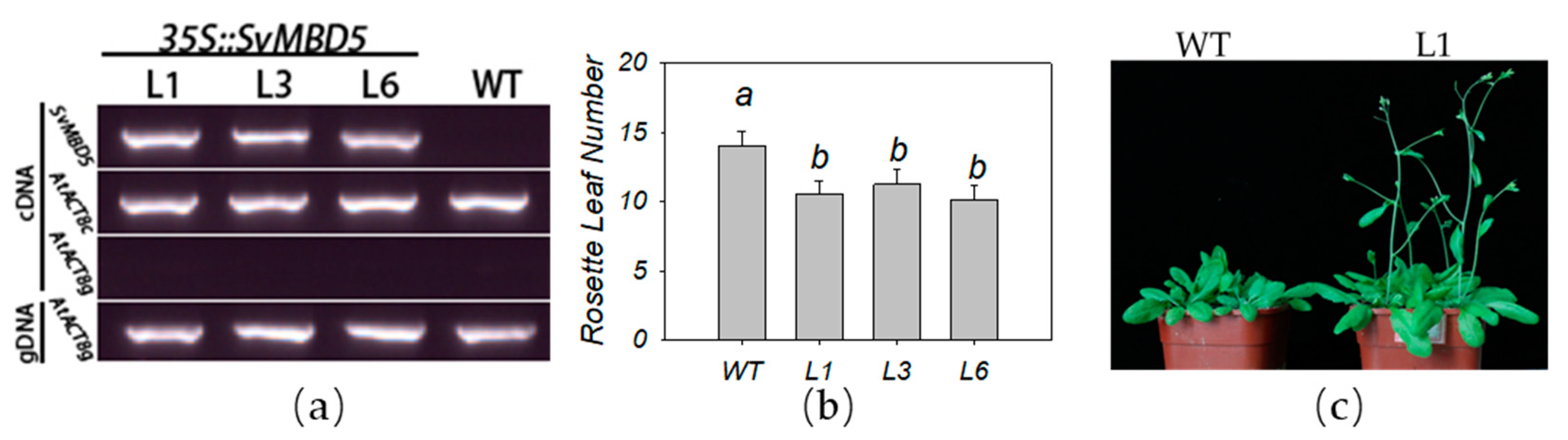 Genes 11 00285 g007 Genes 11 00285 g007
