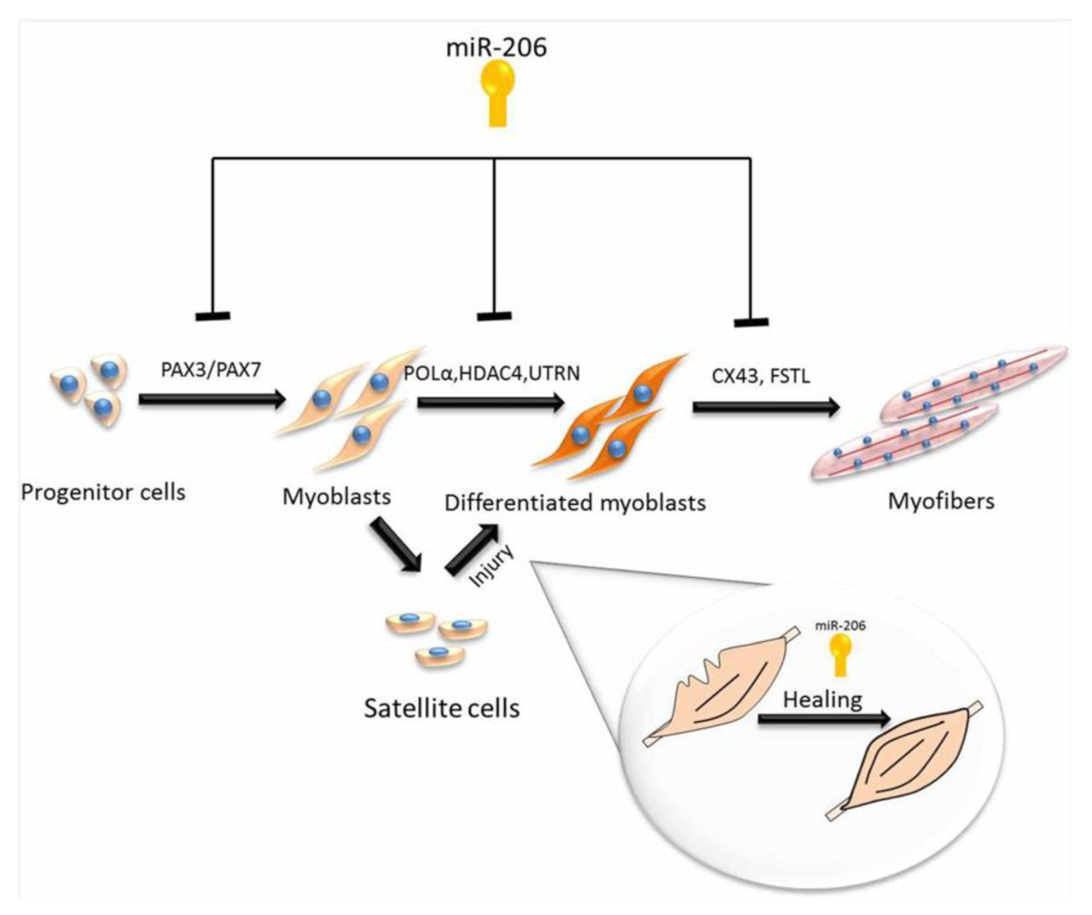 Genes 11 00295 g003 Genes 11 00295 g003