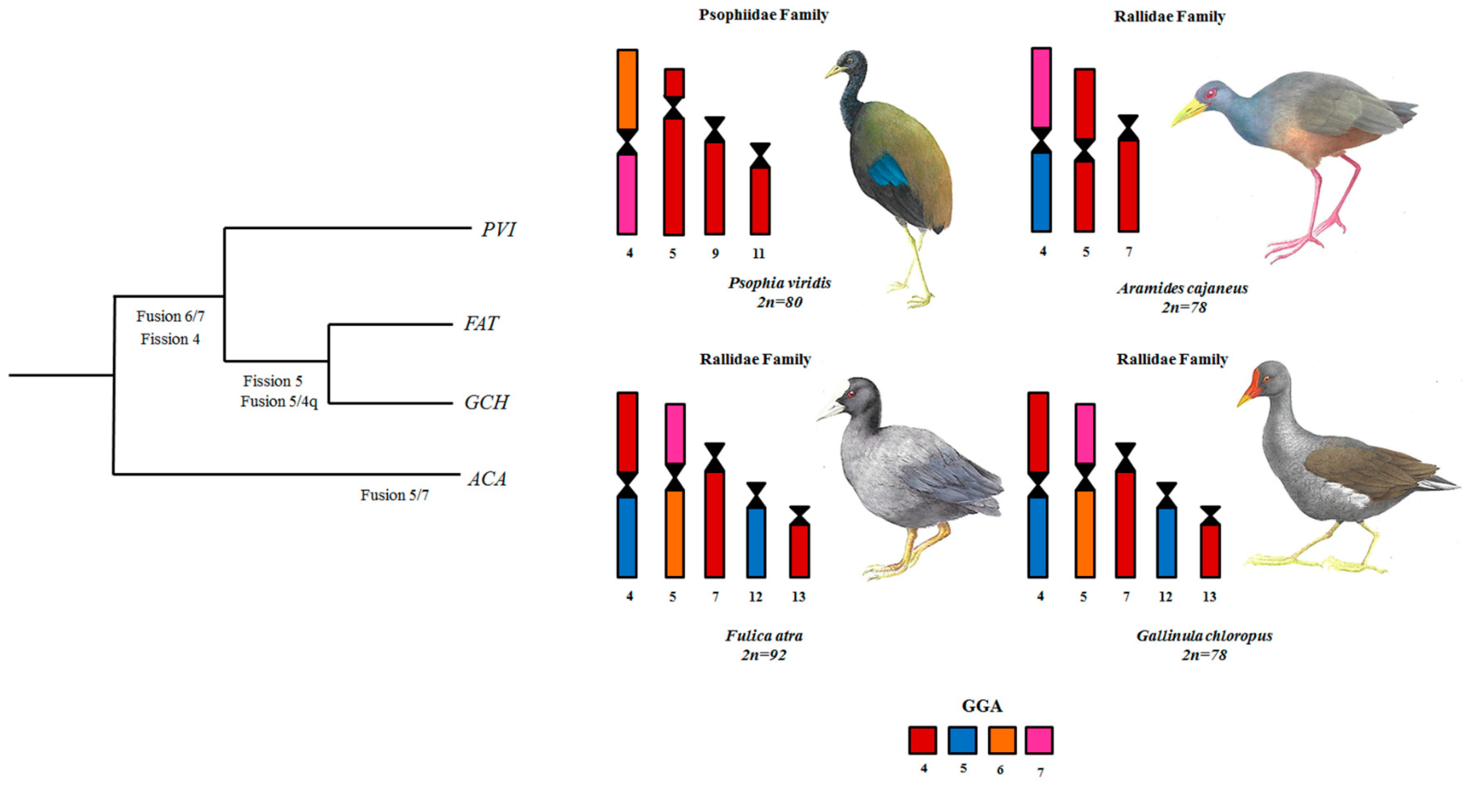 Genes 11 00307 g005 Genes 11 00307 g005