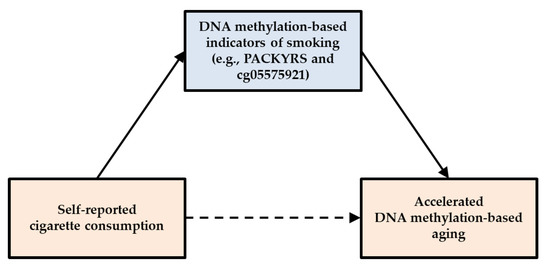 Genes Free Full Text The Effect Of Tobacco Smoking Differs Across Indices Of Dna Methylation Based Aging In An African American Sample Dna Methylation Based Indices Of Smoking Capture These Effects Html Genes Free Full Text The Effect Of Tobacco Smoking Differs Across Indices Of Dna Methylation Based Aging In An African American Sample Dna Methylation Based Indices Of Smoking Capture These Effects Html
