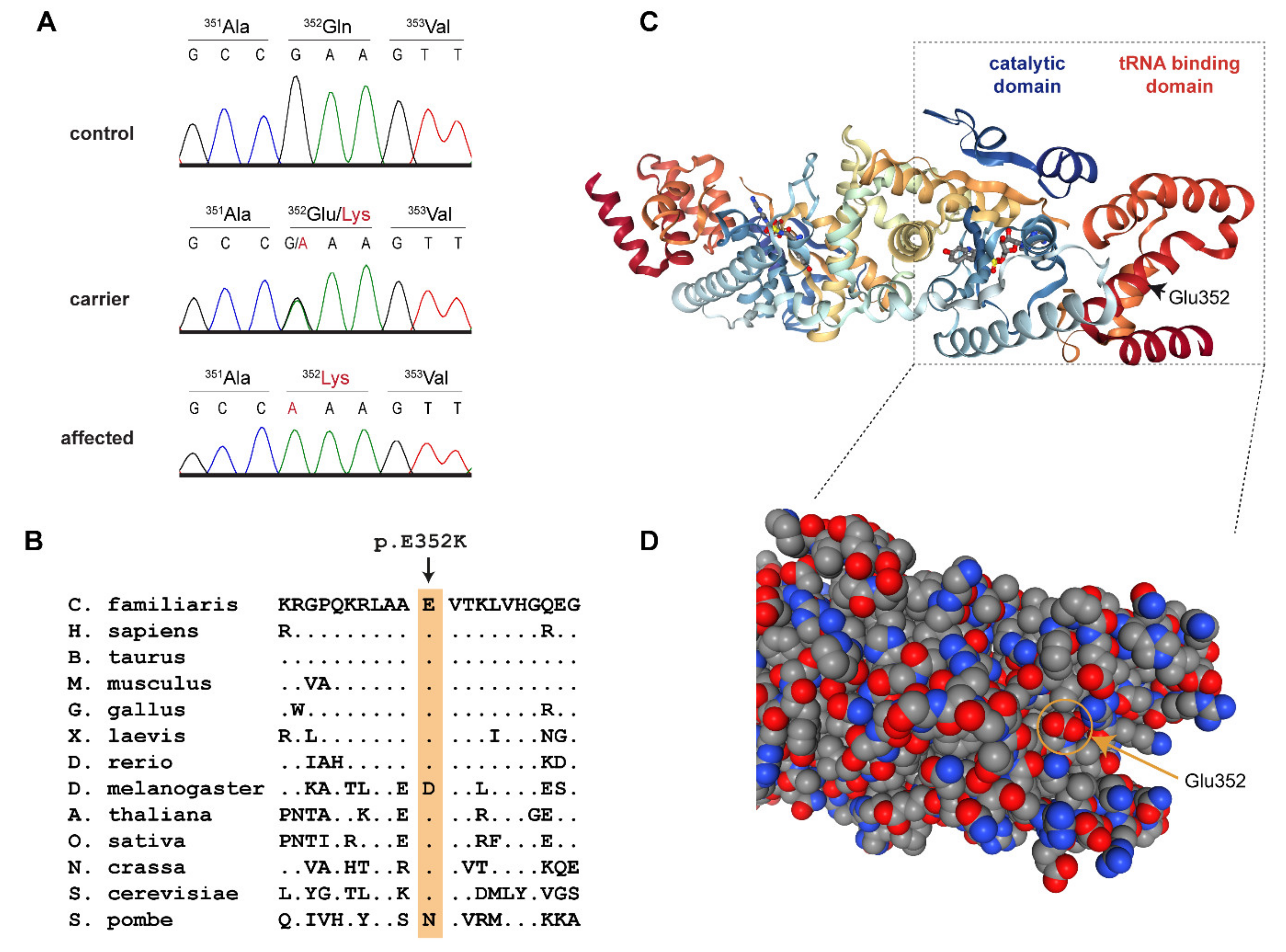Genes Free Full Text Yars2 Missense Variant In Belgian Shepherd Dogs With Cardiomyopathy And Juvenile Mortality Html Genes Free Full Text Yars2 Missense Variant In Belgian Shepherd Dogs With Cardiomyopathy And Juvenile Mortality Html
