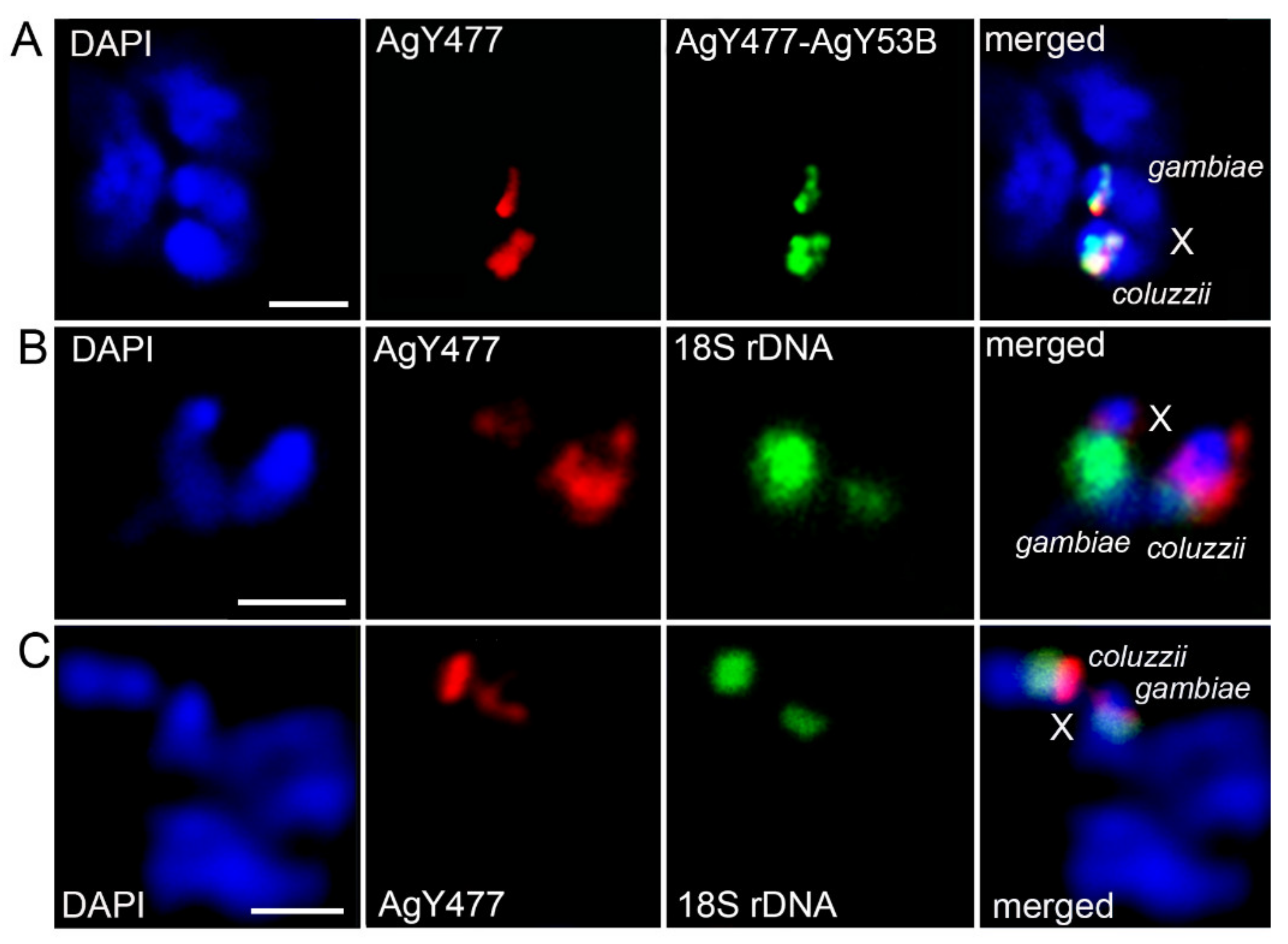 Genes 11 00327 g005 Genes 11 00327 g005