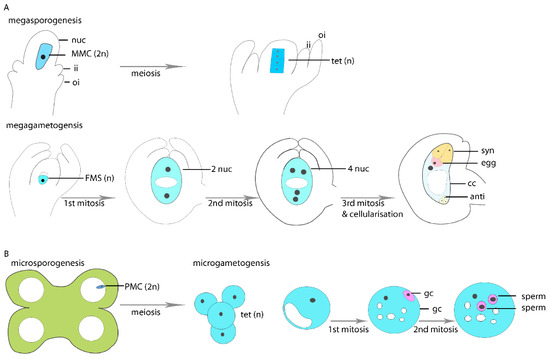 Genes Free Full Text Controlling Apomixis Shared Features And Distinct Characteristics Of Gene Regulation Html