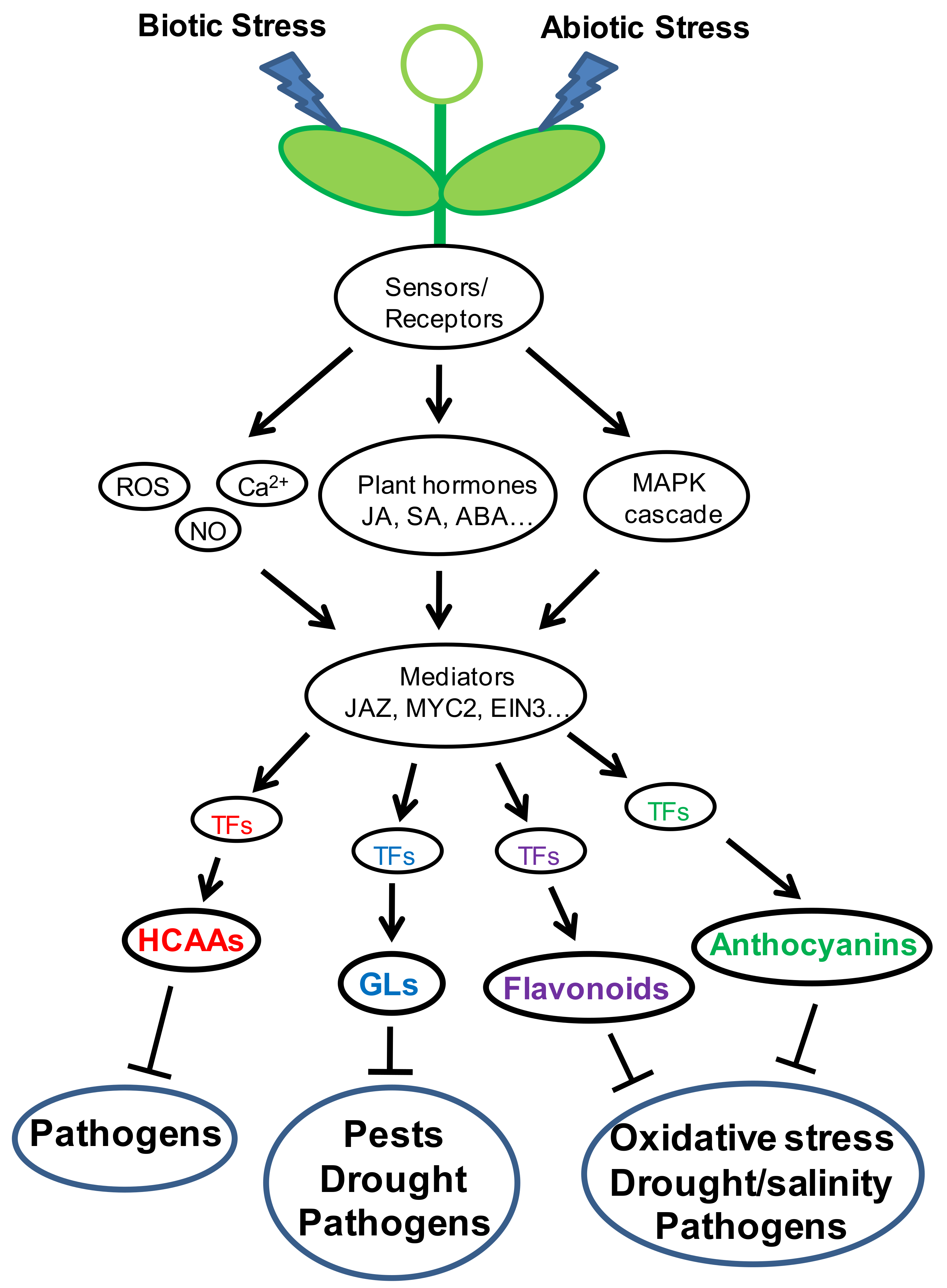 Genes 11 00346 g003 Genes 11 00346 g003